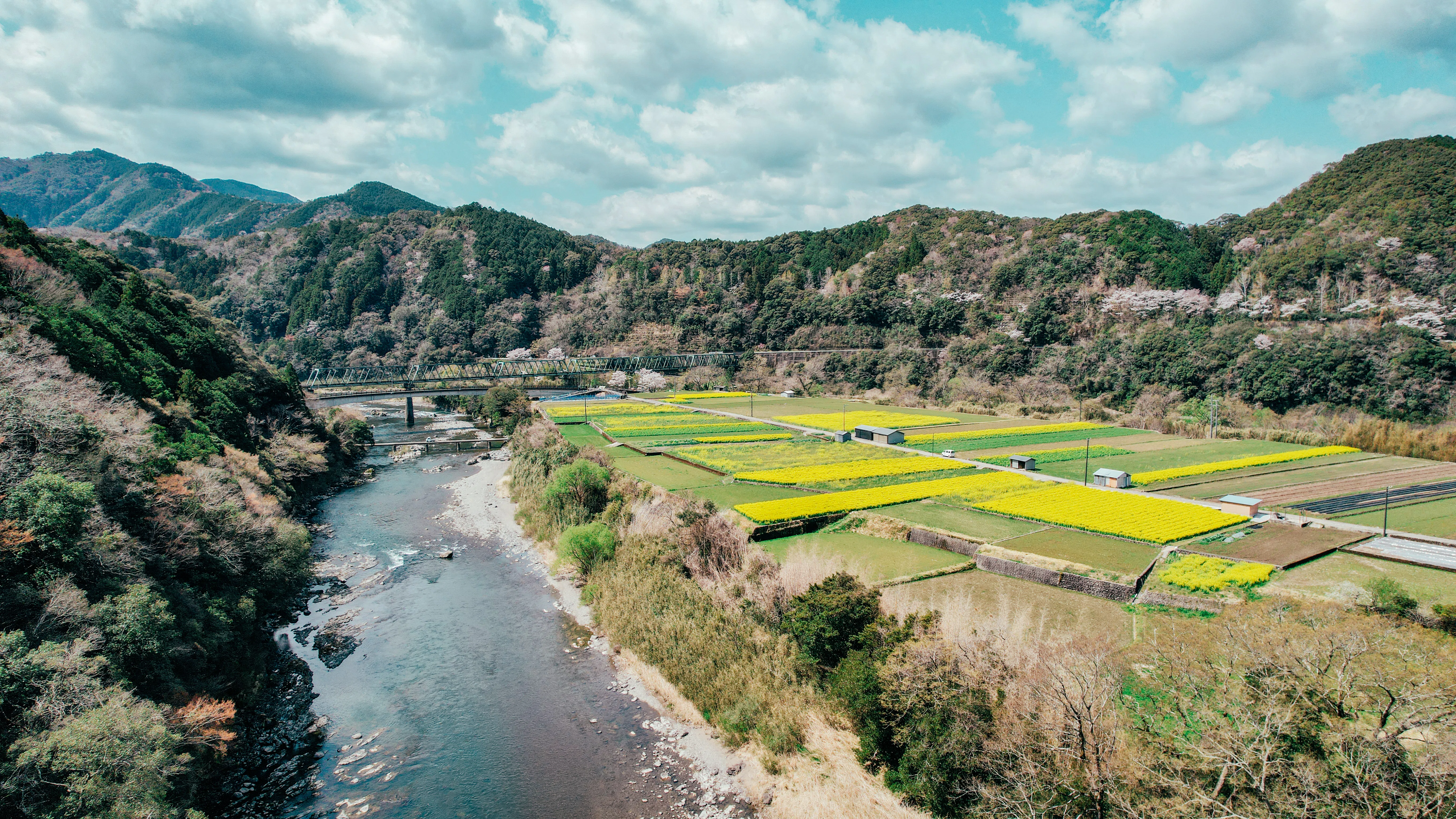 みんなで咲かせた春の絶景。チーム三島で守る、菜の花プロジェクトの