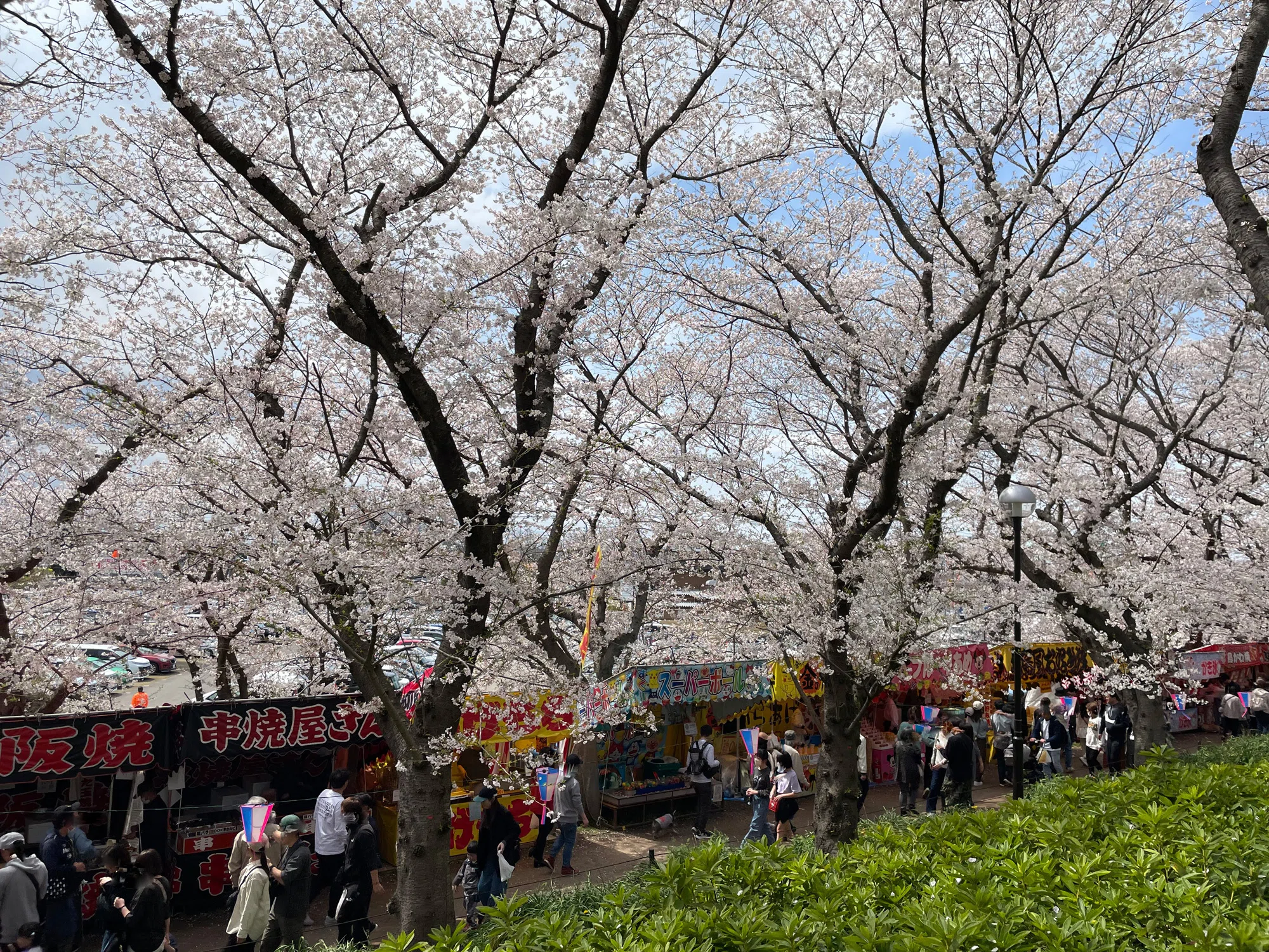 権現堂桜堤へおでかけ｜花と日々 yas
