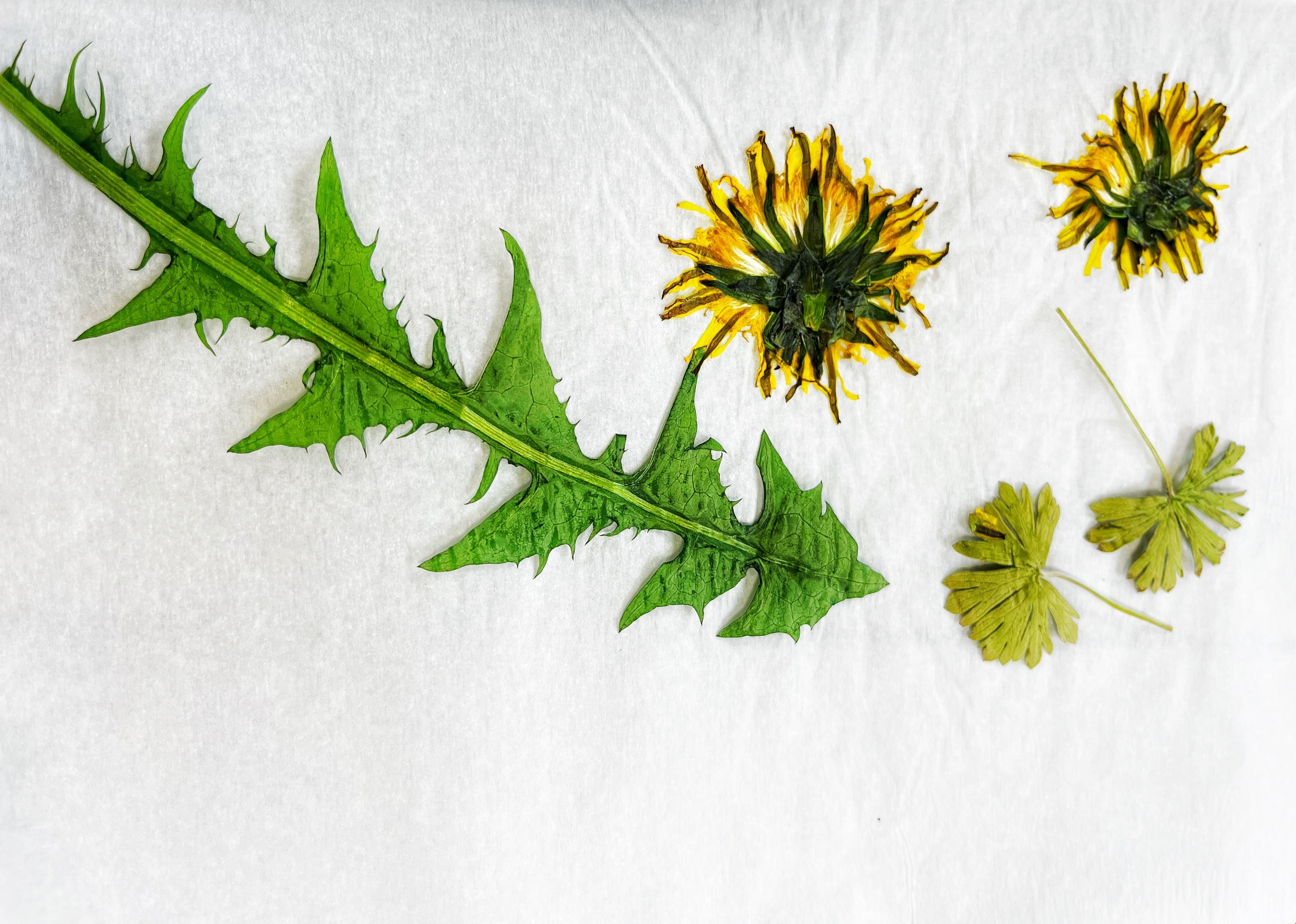 押し花用アイロン 楽天市場】押し花 アイロン フィルムの通販