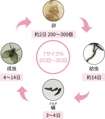 蝿の子供 Sawako - トーキョーバイク