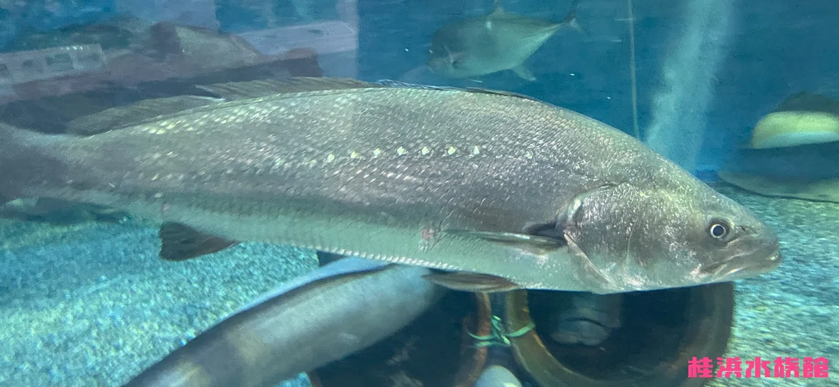 オオニベ《展示動物解説》|桂浜水族館 公式