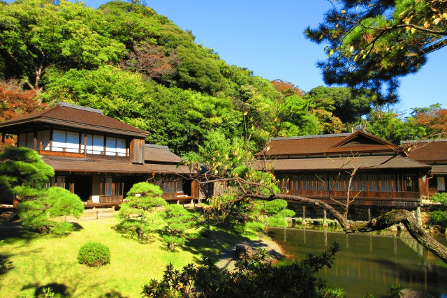 松の木の成木 【公式通販】