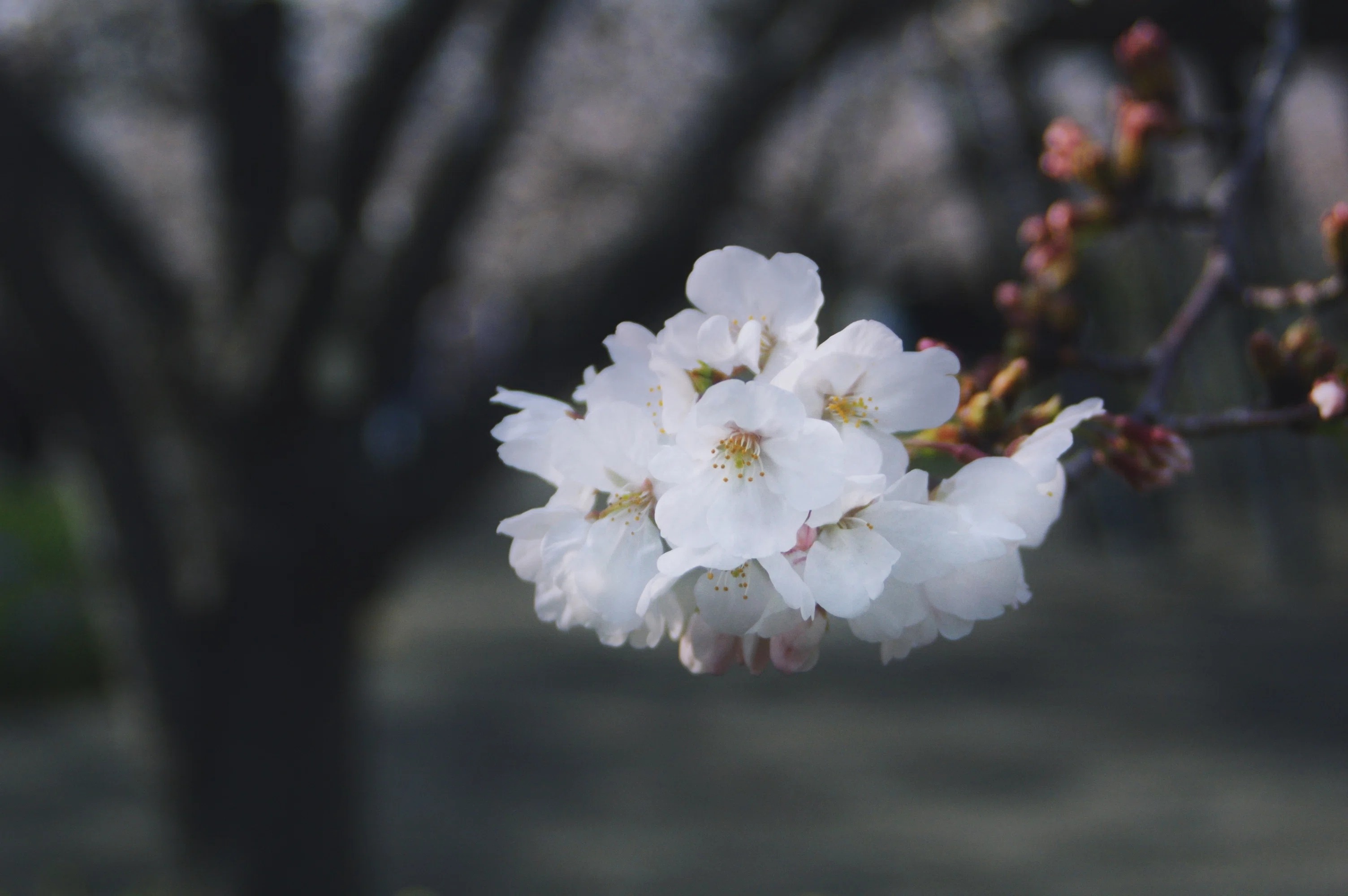 1987年製のレンズからみた2025年のお花見【ニコン】【カメラ