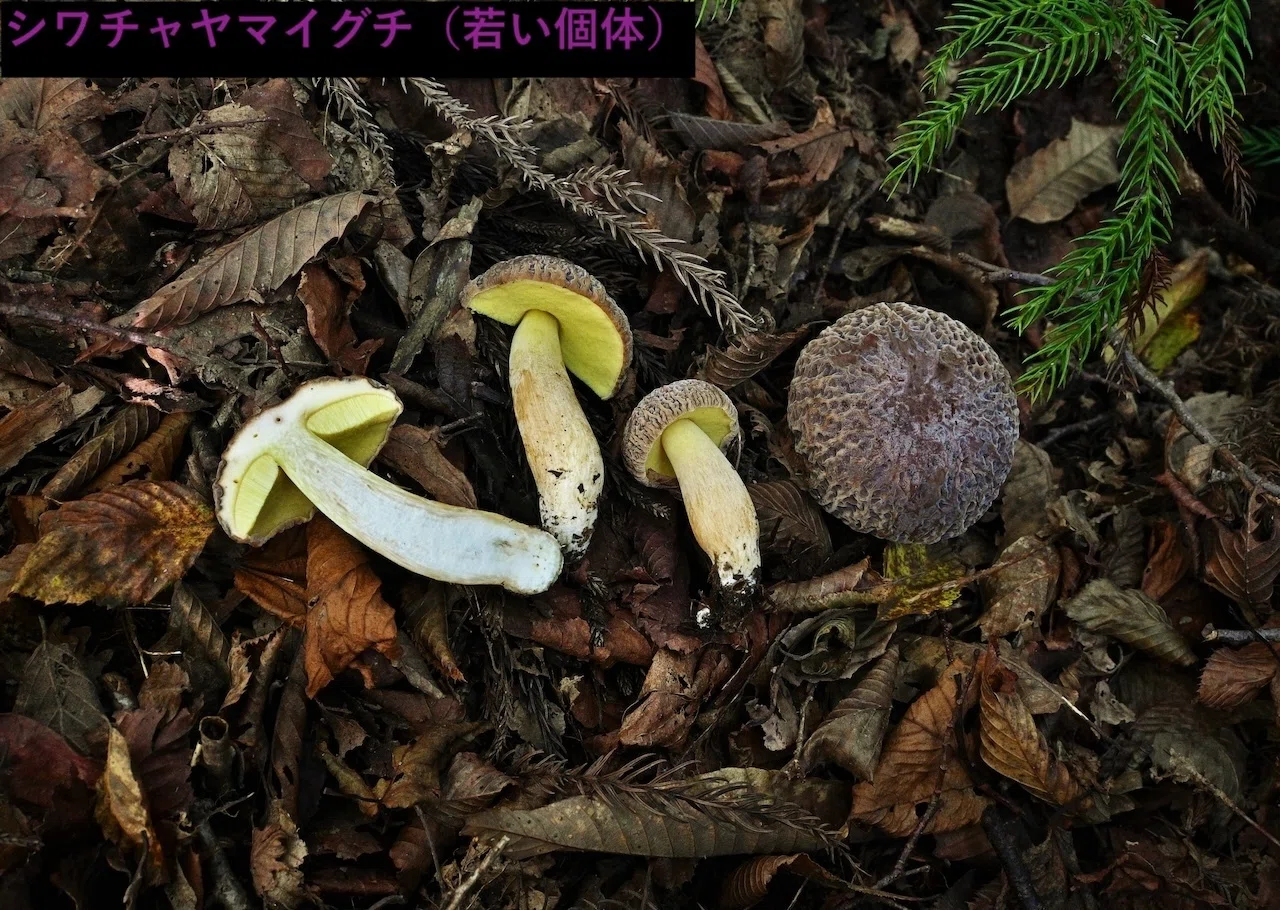 ポルチーニは公園で その2 アカヤマドリ｜ゆたし