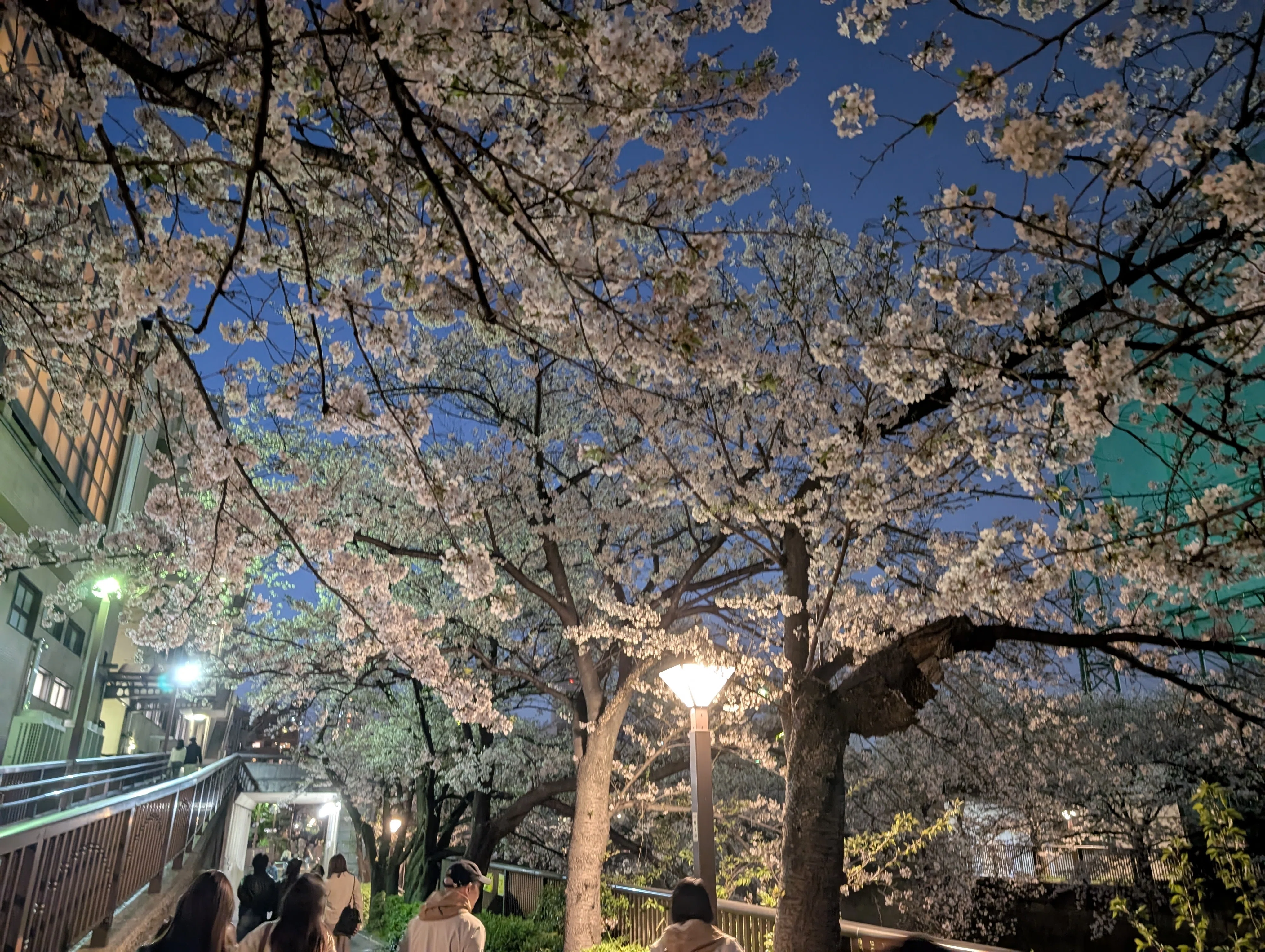 目黒川の花筏｜HAYA