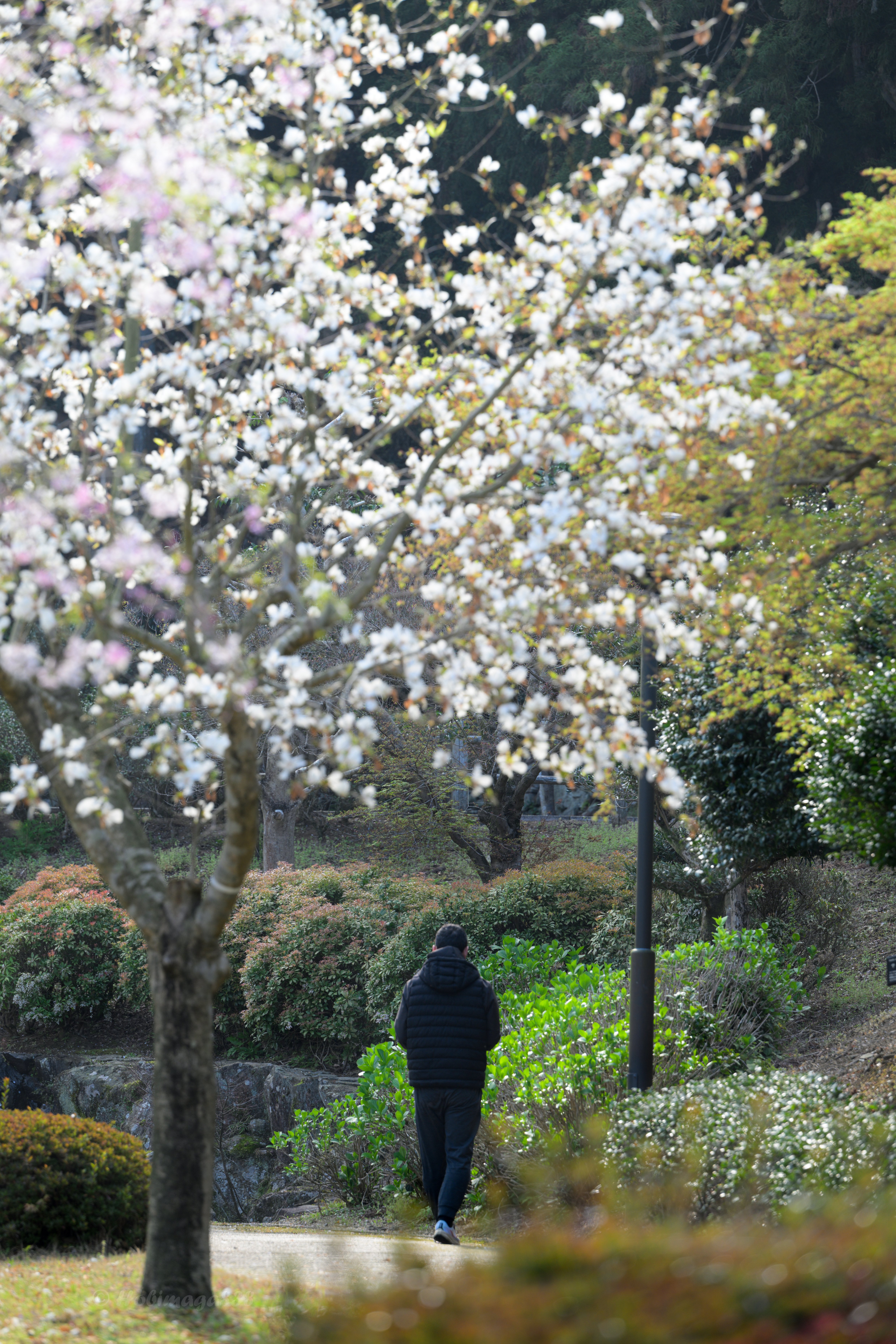 散り際の桜に挑むオッサンの写真たち｜ほびマガ