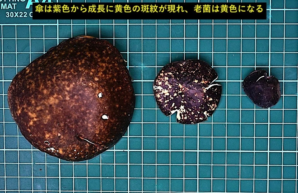 ポルチーニは公園で その3 ムサラキヤマドリタケ｜ゆたし