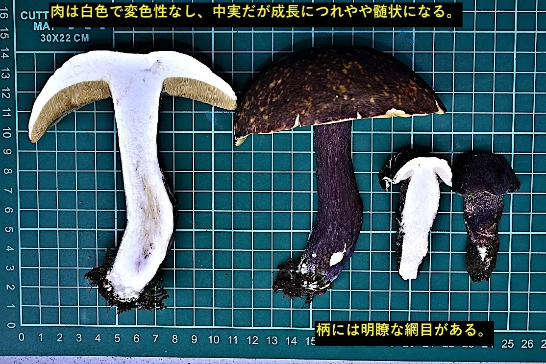 ポルチーニは公園で その3 ムサラキヤマドリタケ｜ゆたし