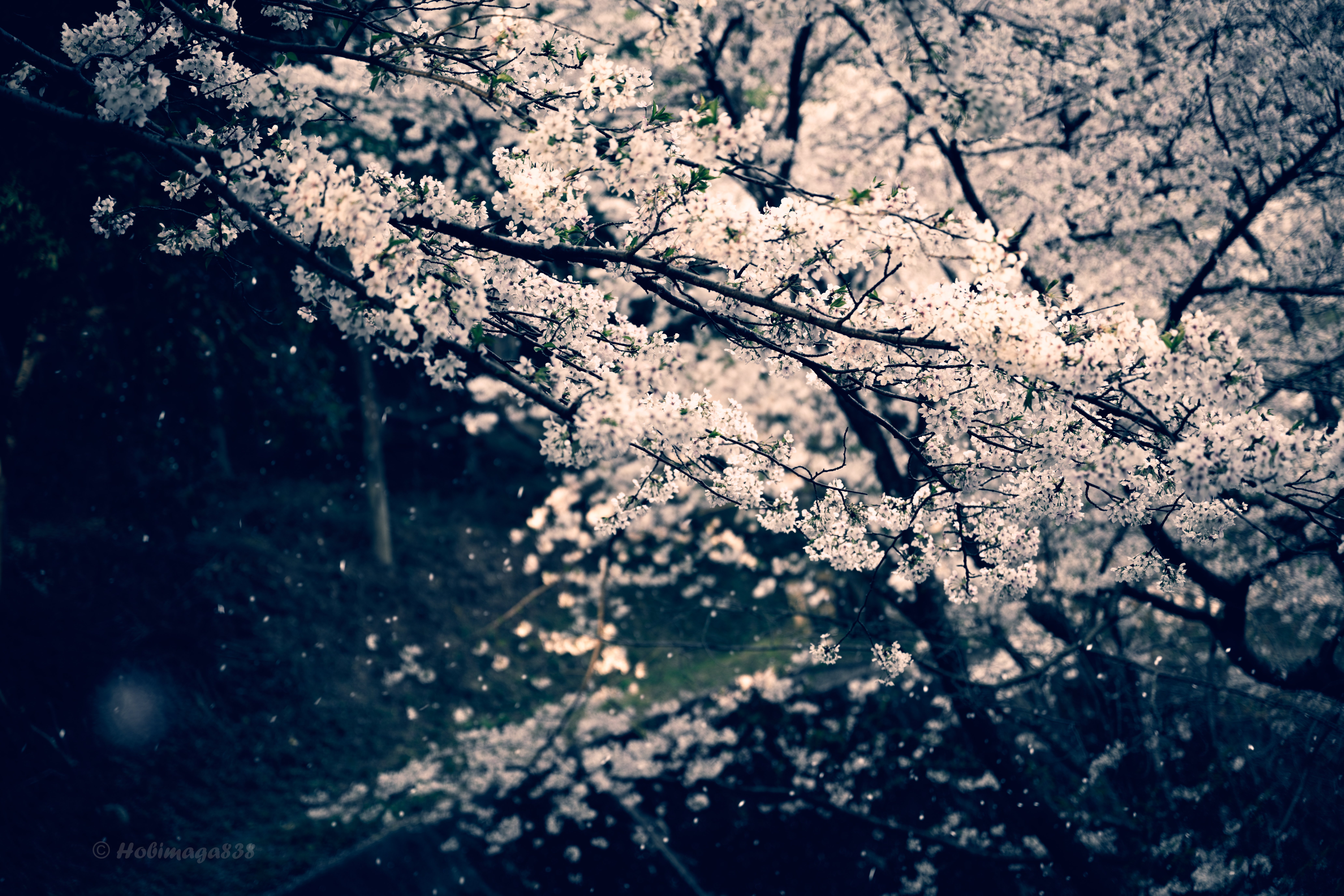 桜散る 桜が満開です | お知らせ | 碓氷峠鉄道文化むら