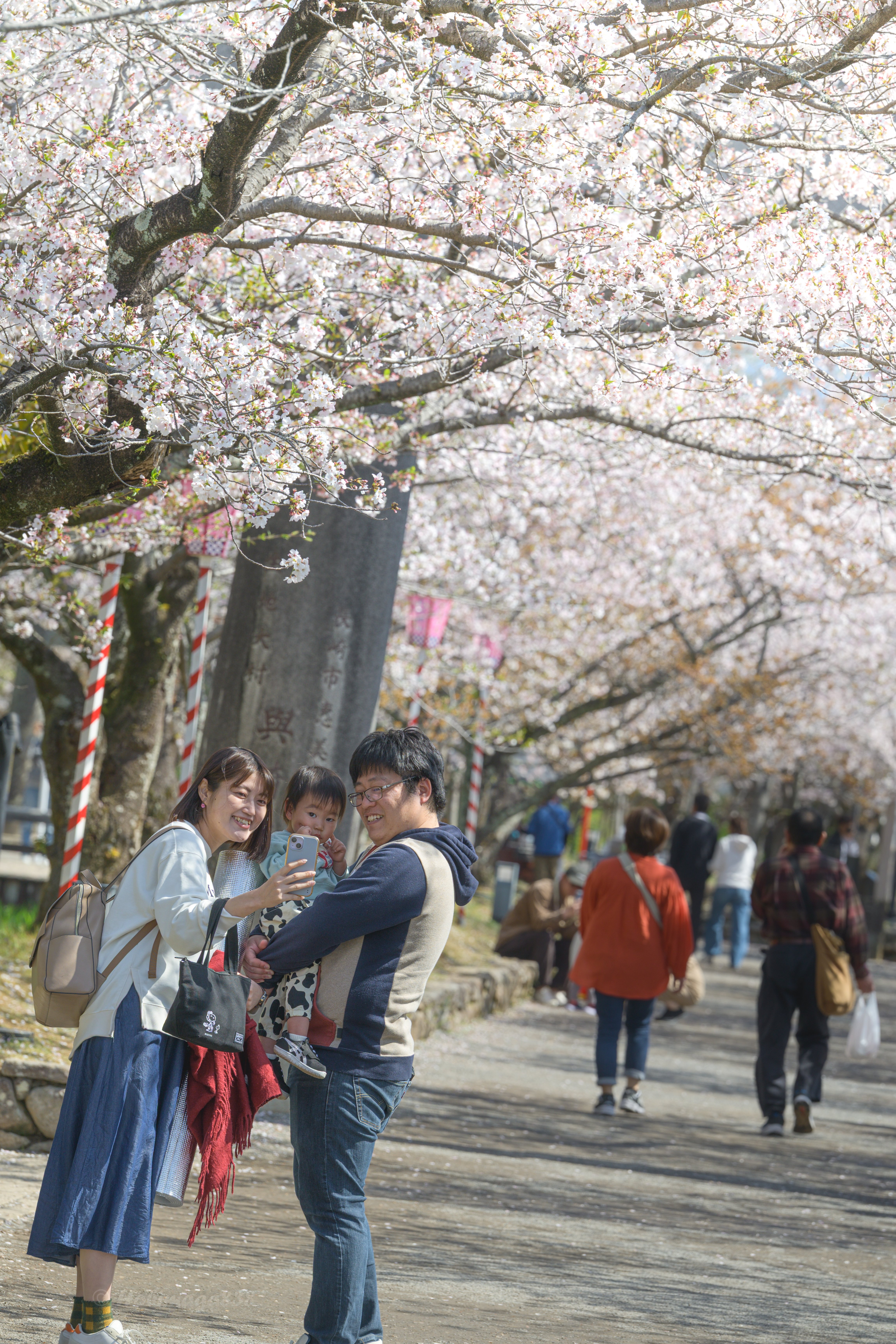 散り際の桜に挑むオッサンの写真たち｜ほびマガ