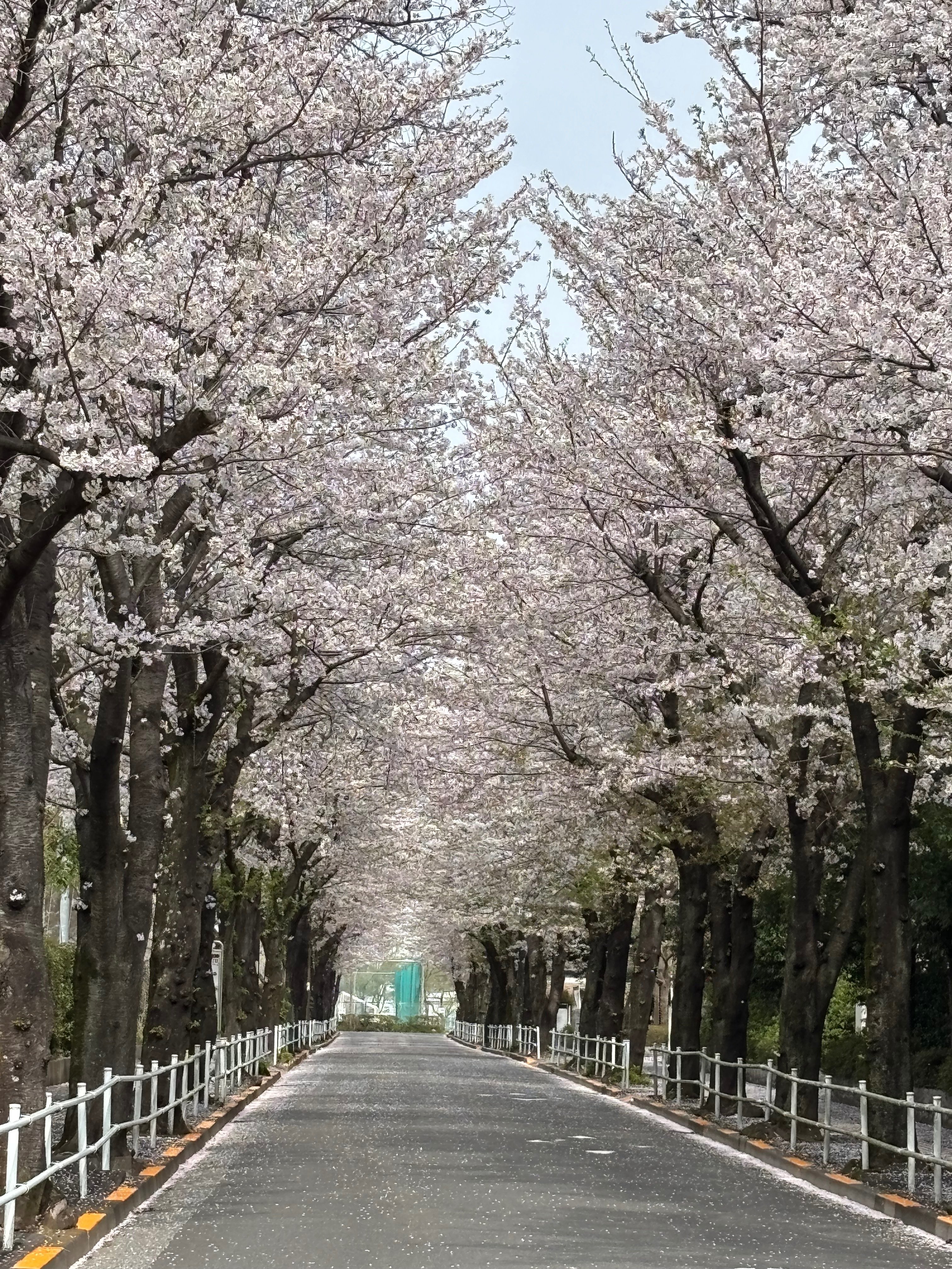 今日ときめいた桜並木331➖これで見納めかな？｜Amachan