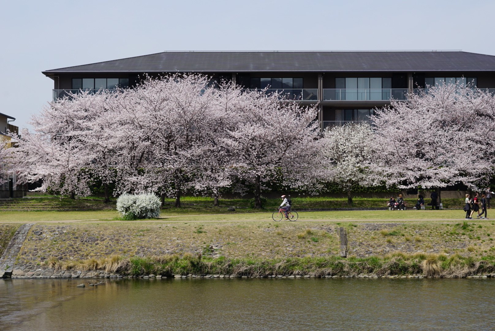 色褪せない恋のような。京都暮らし3年目の春、桜めぐり