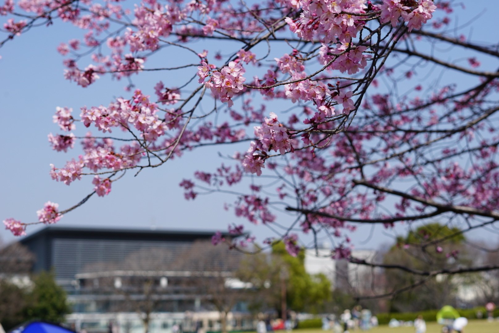 色褪せない恋のような。京都暮らし3年目の春、桜めぐり