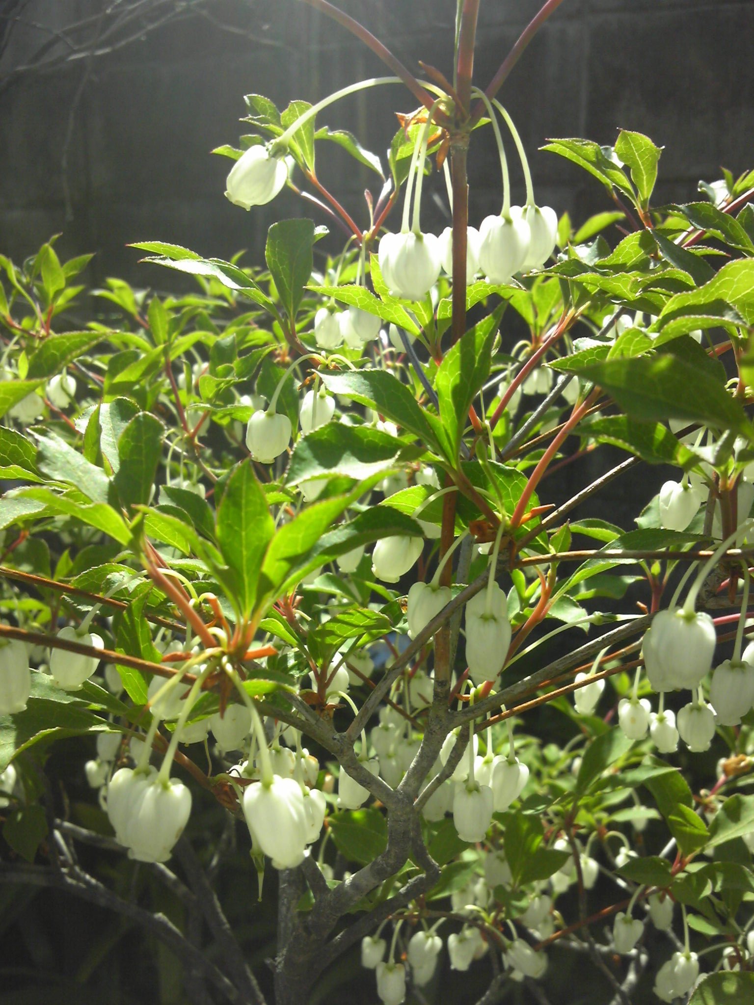 ドウダンツツジ・初夏にスズラン似の花・10年物・約1m20㌢ ドウダンツツジとスズラン｜園芸日記byこぴっとしろし｜みんなの