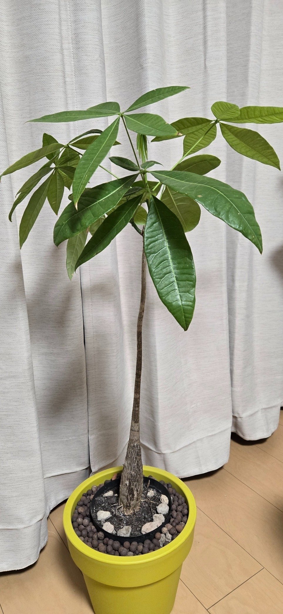 パキパキ様参考親葉画像 20250904_160819_1200x.jpg?v=