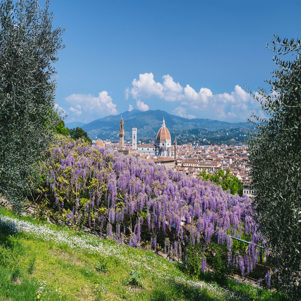 フィレンツェの藤棚とマルコ・ポーロ伝説｜VIATORE-旅人