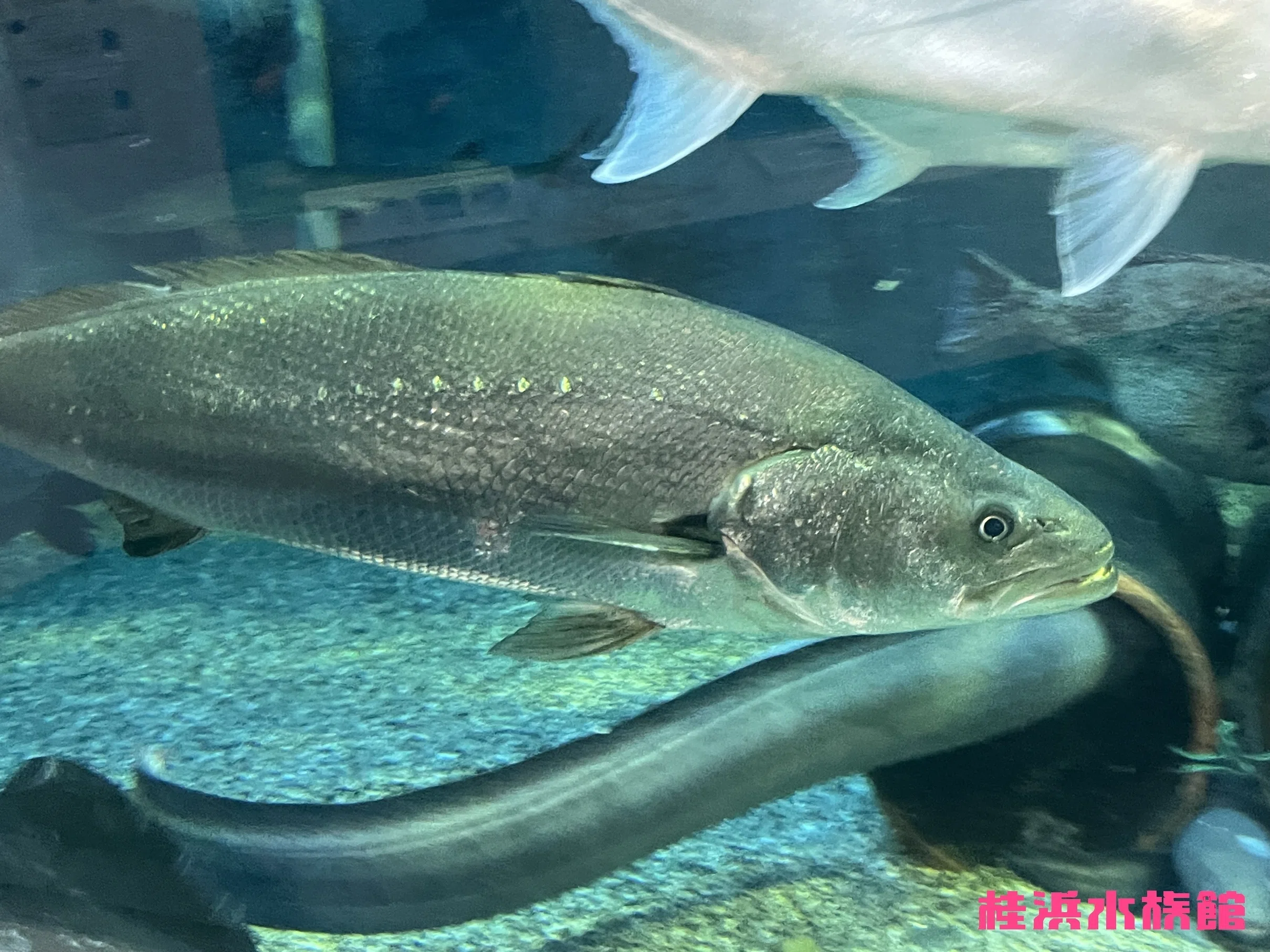 オオニベ《展示動物解説》｜桂浜水族館 公式