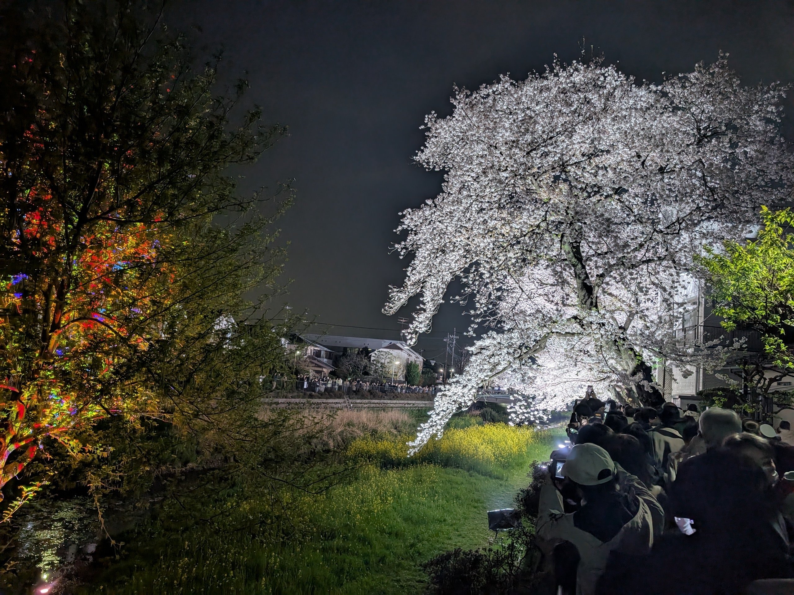 グリーン桜瑪瑙with夜桜 スフィア ④ レア 高品質 モスアゲート 桜瑪瑙 共生 スフィア