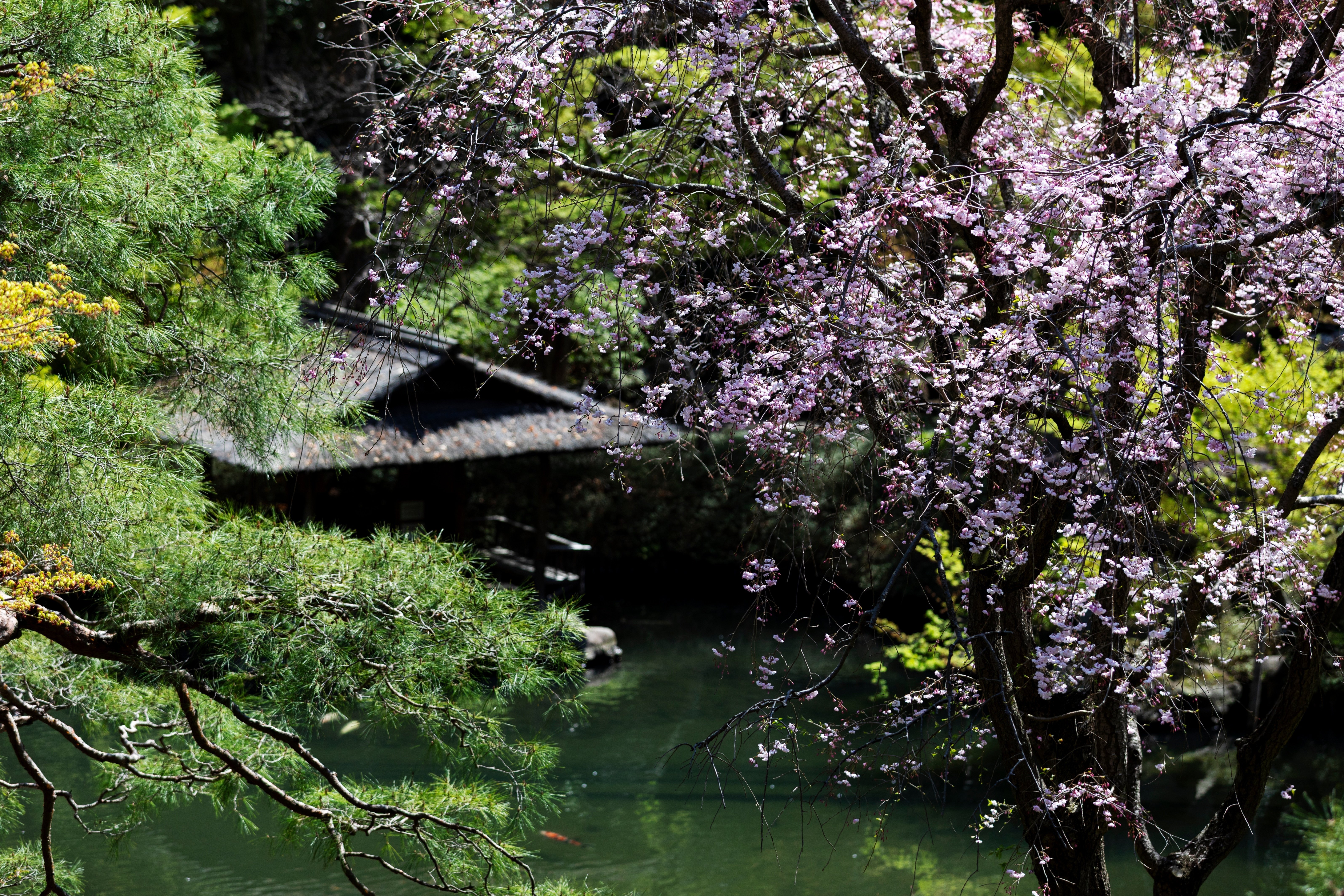 改修中でもnoteでお花見を！春の風薫る八芳園の2025桜リポート｜八芳園