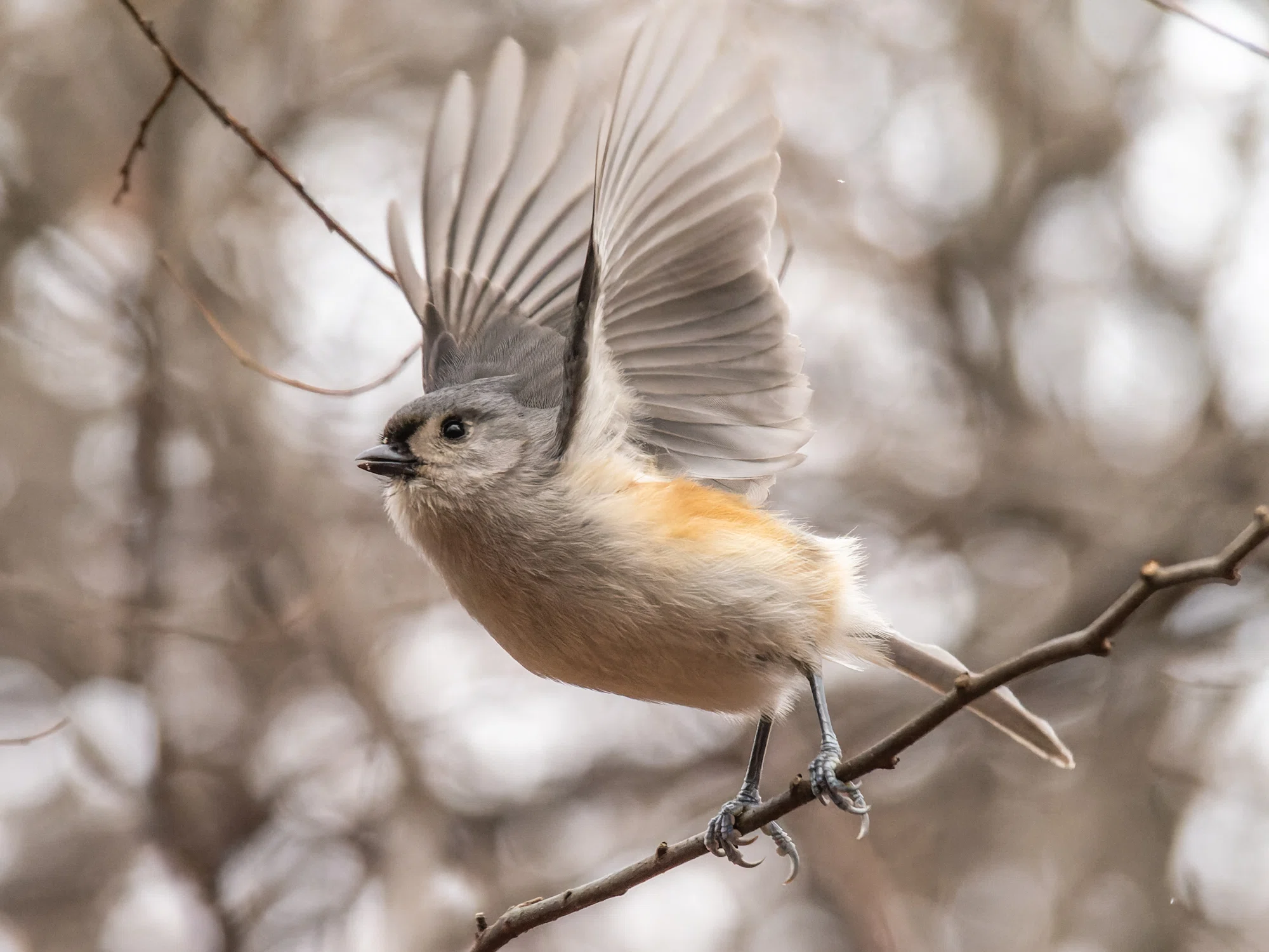 飛ぶ鳥を撮る。｜GreenFielder