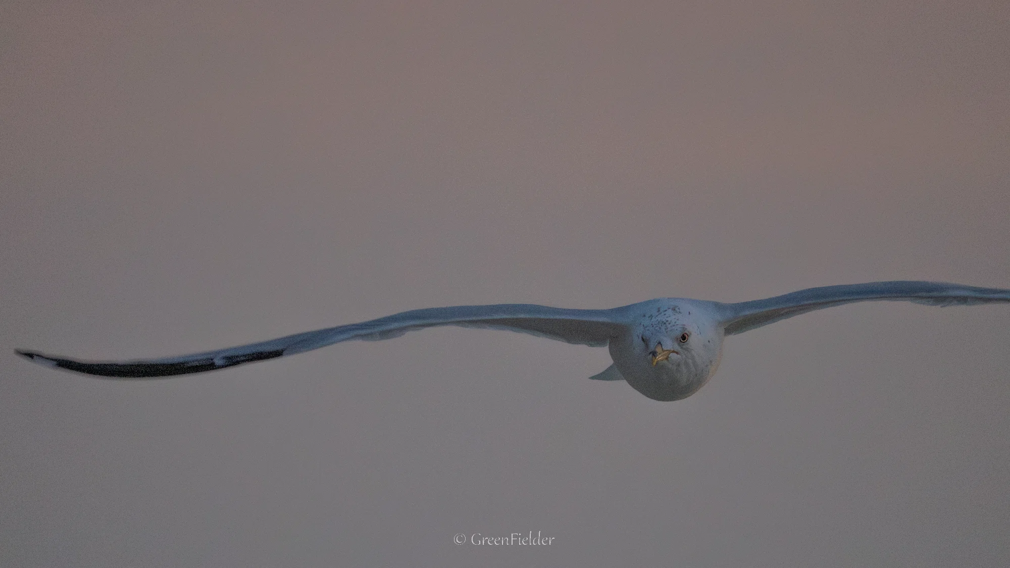 飛ぶ鳥を撮る。｜GreenFielder