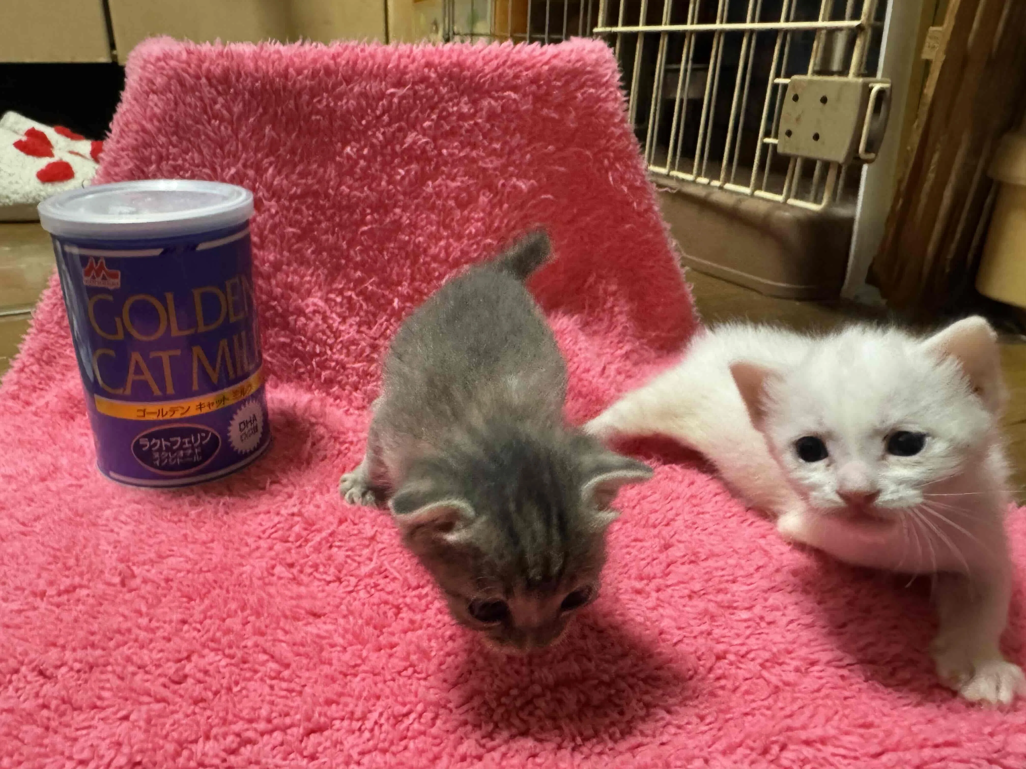 キャンペーン結果報告】子猫ちゃん108,297食分のミルクを保護団体さま