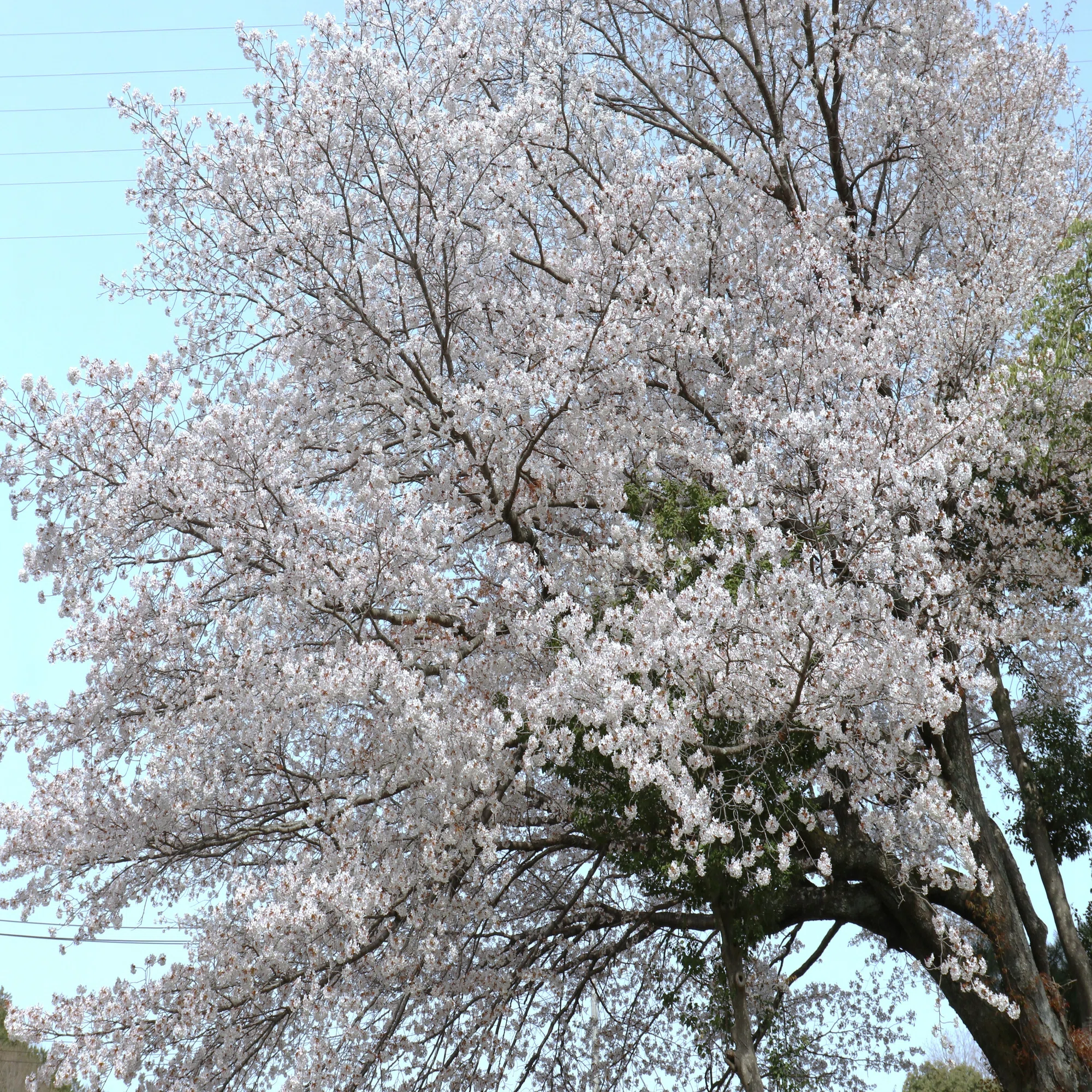 鳥取砂丘,シュルレアリスム,鳥取県立美術館,そして,写真家 植田正治 