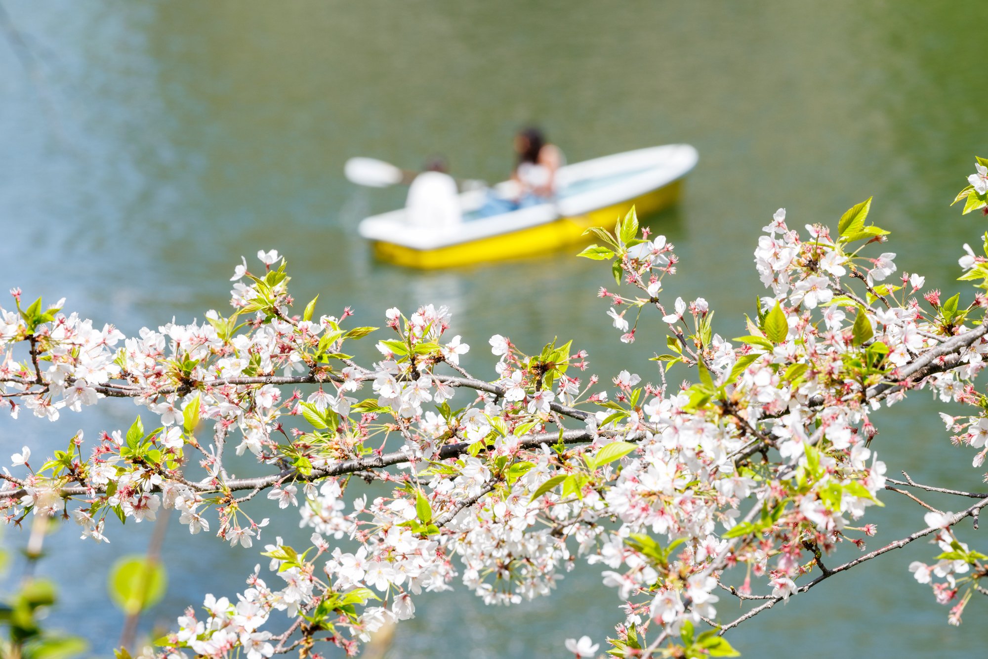 桜〜RF70-200mm F2.8 L IS USM #2125｜RURI