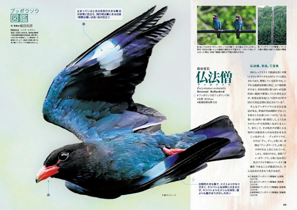 BIRDER5月号の見どころ｜ブンイチ（文一総合出版）