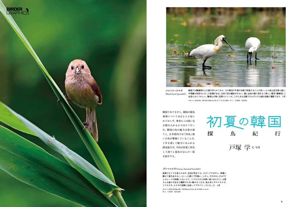 BIRDER5月号の見どころ｜ブンイチ（文一総合出版）