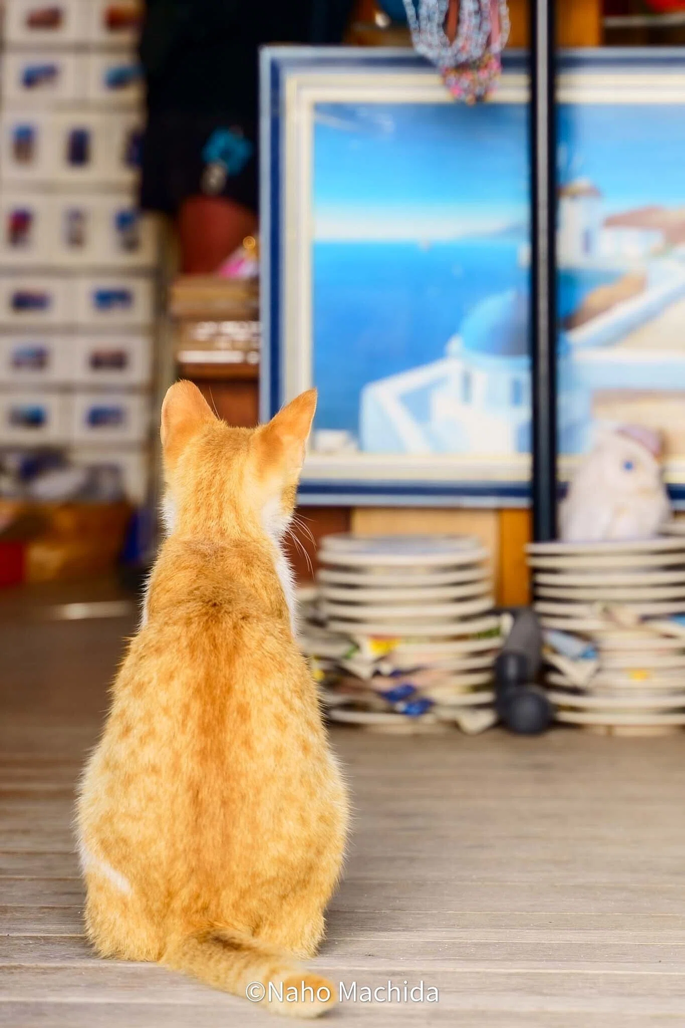 猫を求めて世界へ」のはじまり、そして｜世界を旅する写真家 町田奈穂