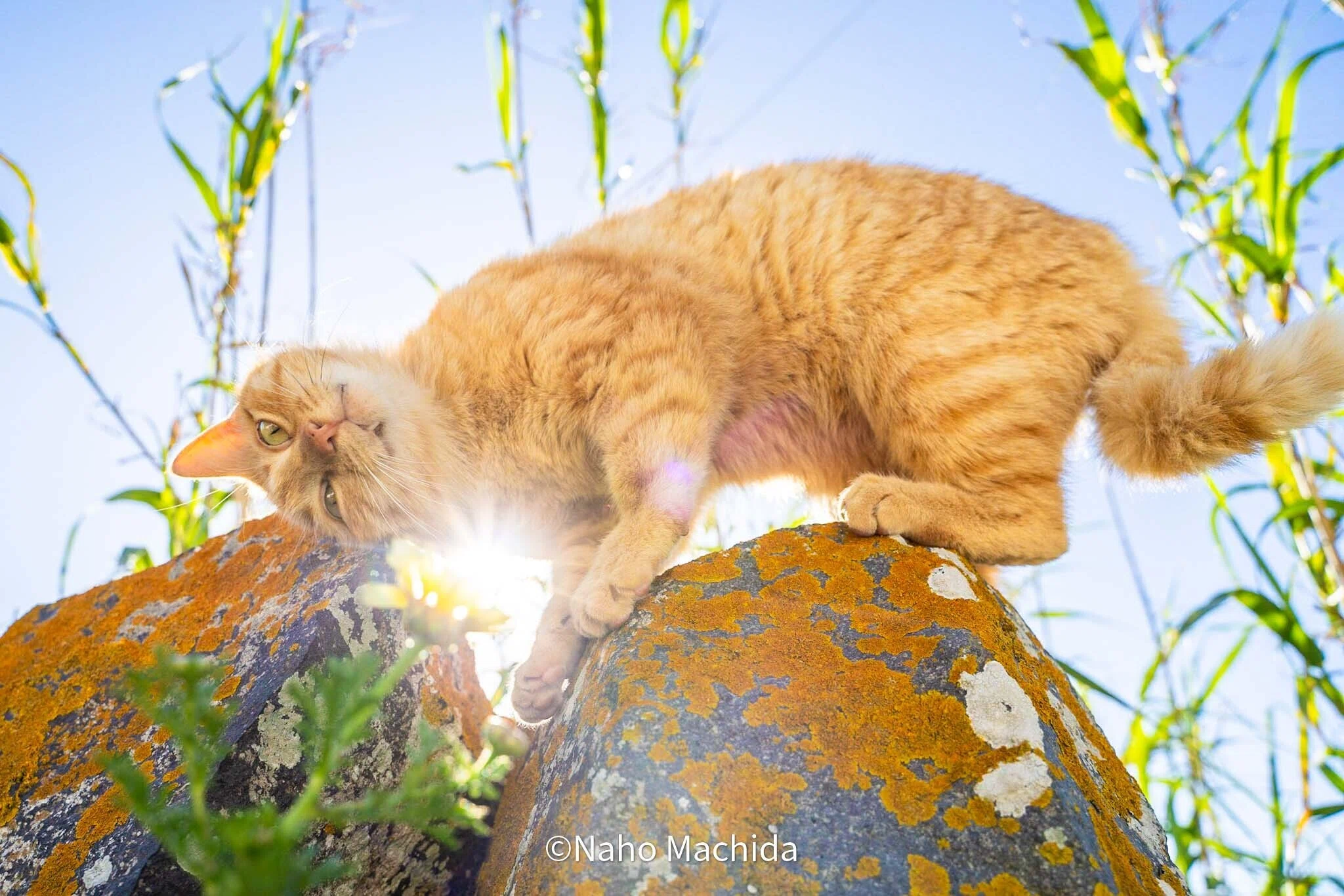 猫を求めて世界へ」のはじまり、そして｜世界を旅する写真家 町田奈穂