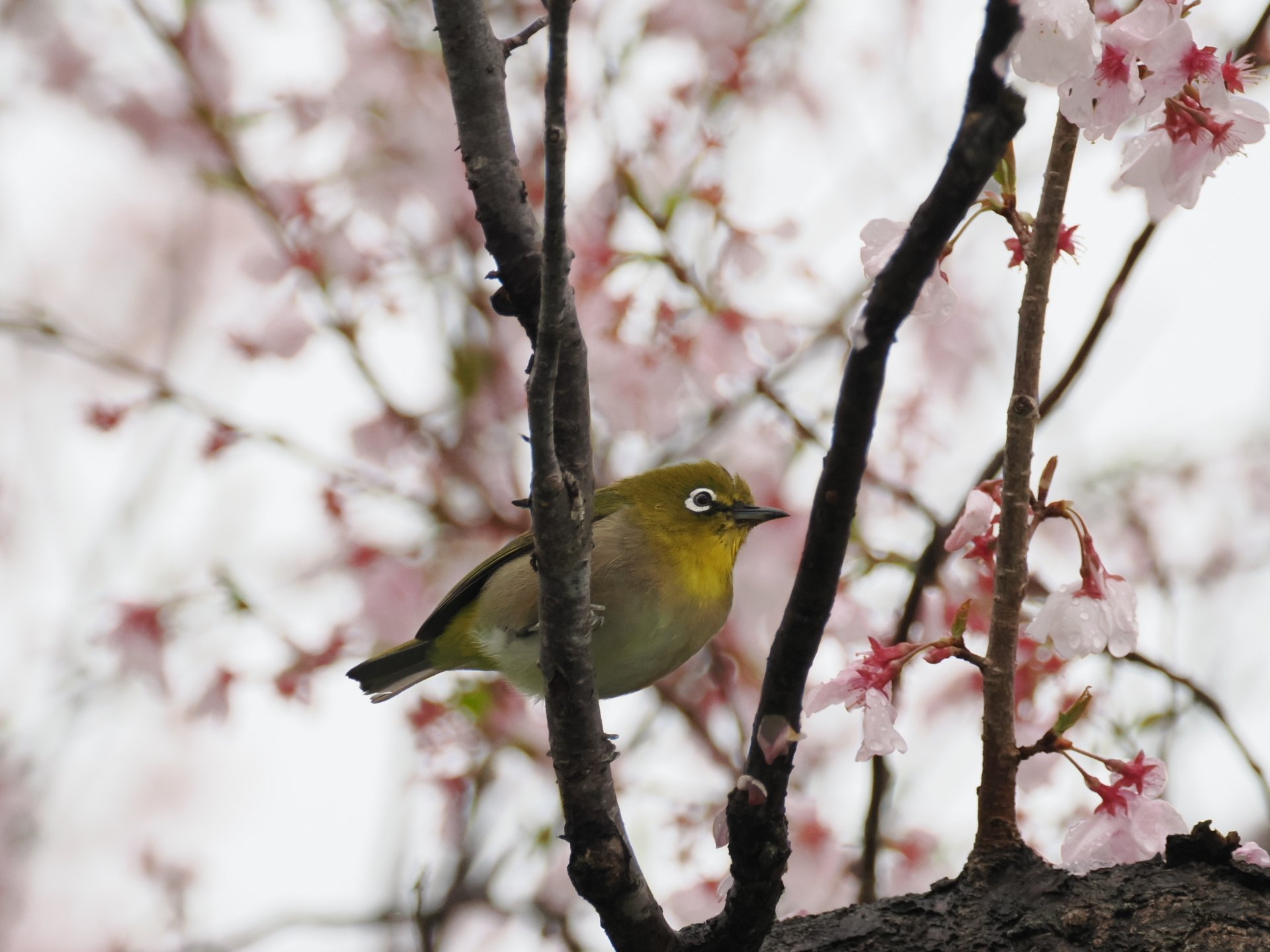 桜と雨 鳥見散歩＜J沼編＞2025年3月｜ちる@鳥見の時間