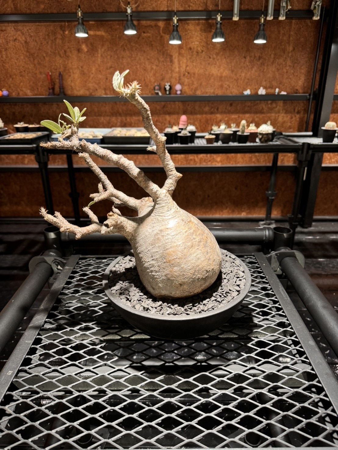 🌵珍奇植物紹介🌵＃5｜e-Garden【イーガーデン】-浜松市-ロック