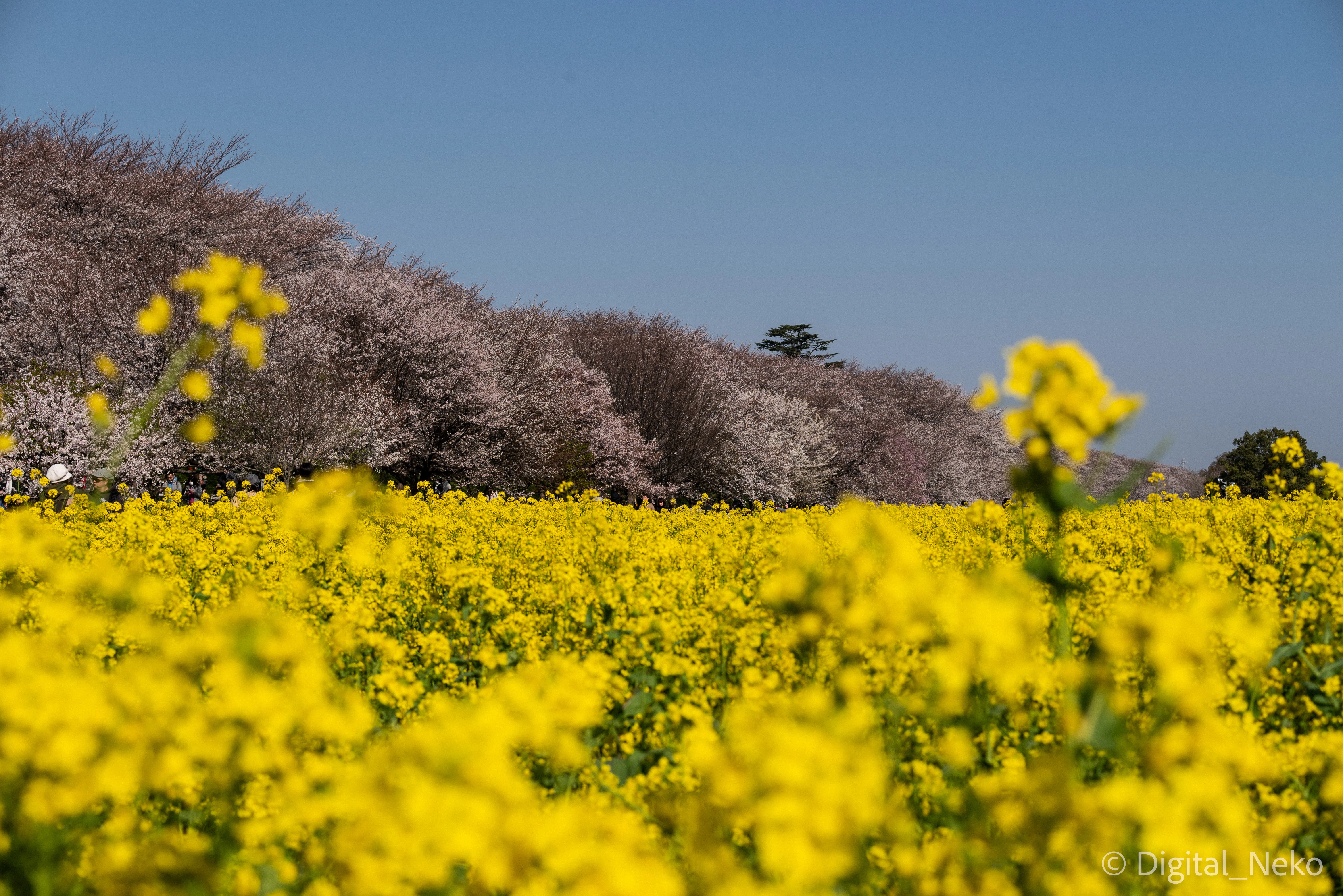 春歩き 幸手権現堂桜堤 黄色い絨毯と桜｜けえる