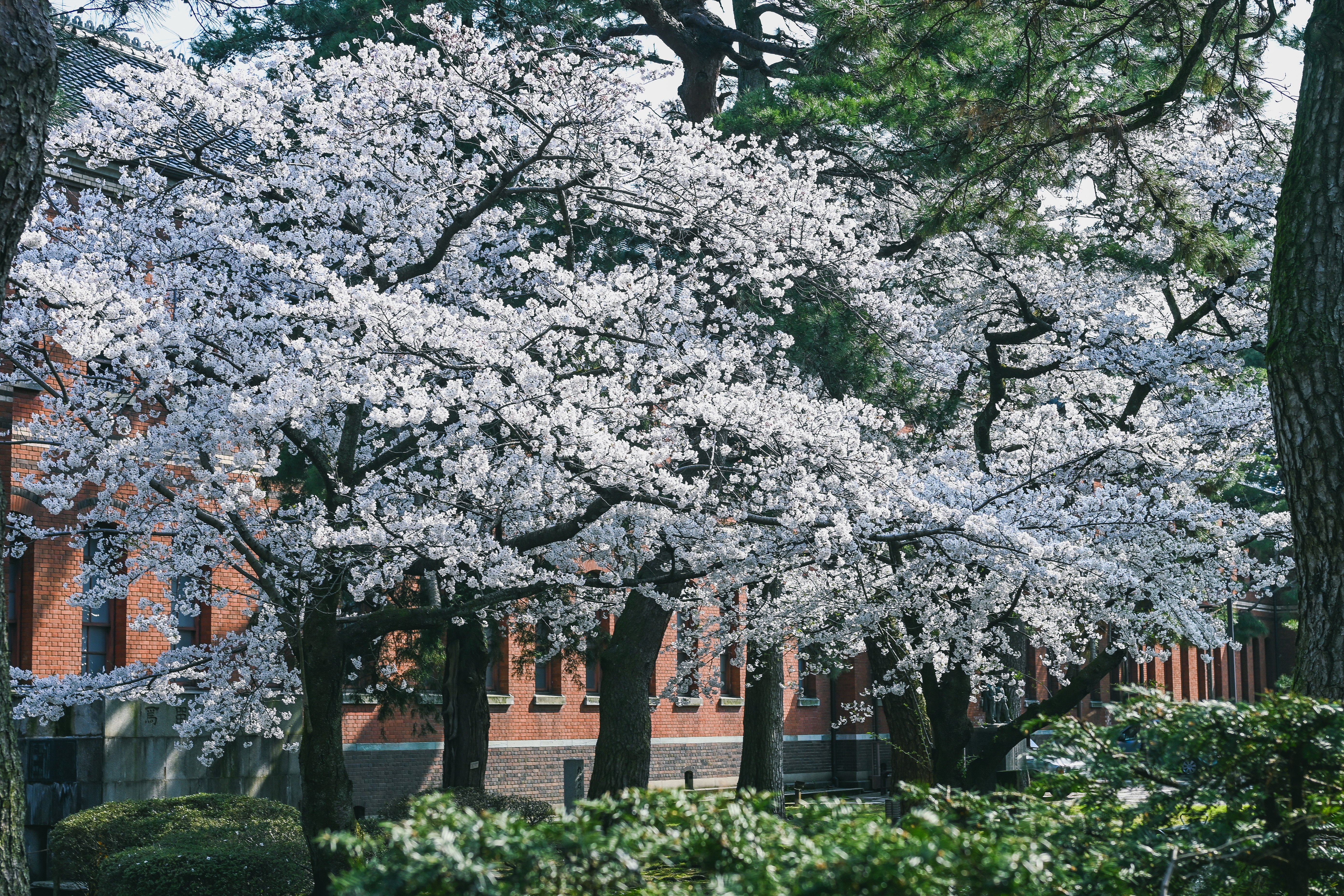 Nikon Z fc】桜満開の金沢で｜もんぶらん