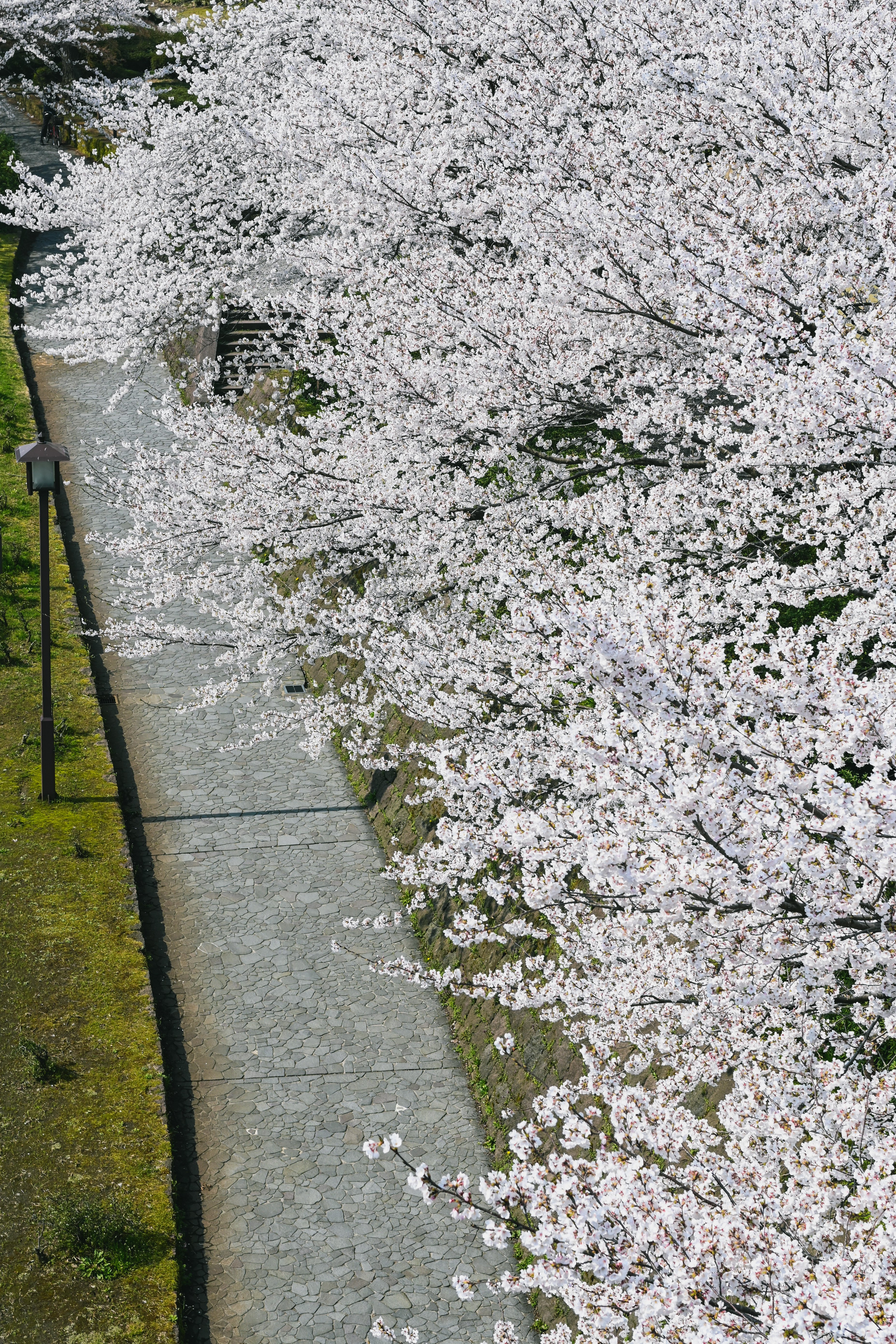 Nikon Z fc】桜満開の金沢で|もんぶらん Nikon Z fc】桜満開の金沢で|もんぶらん