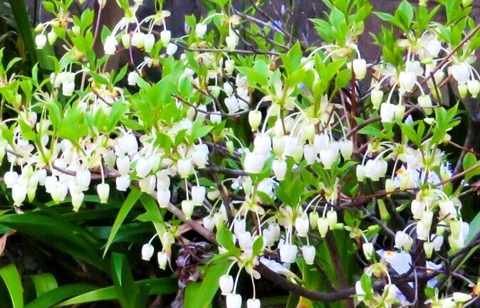 ドウダンツツジ・初夏にスズラン似の花・10年物・約1m20㌢ ドウダンツツジ］花はスズランに似ていますが、ツツジの仲間です