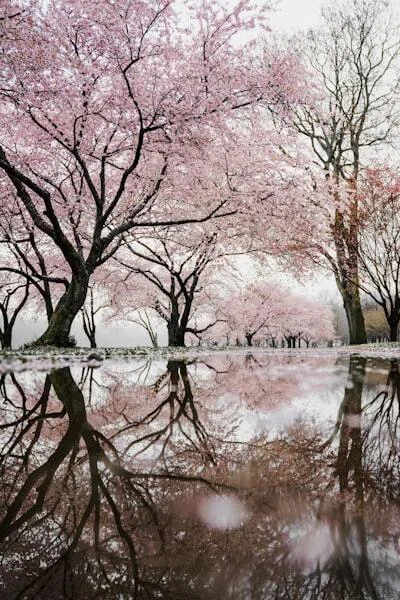 Are Reflections in Photos and Videos a Failure? [For Me, They Are the ...