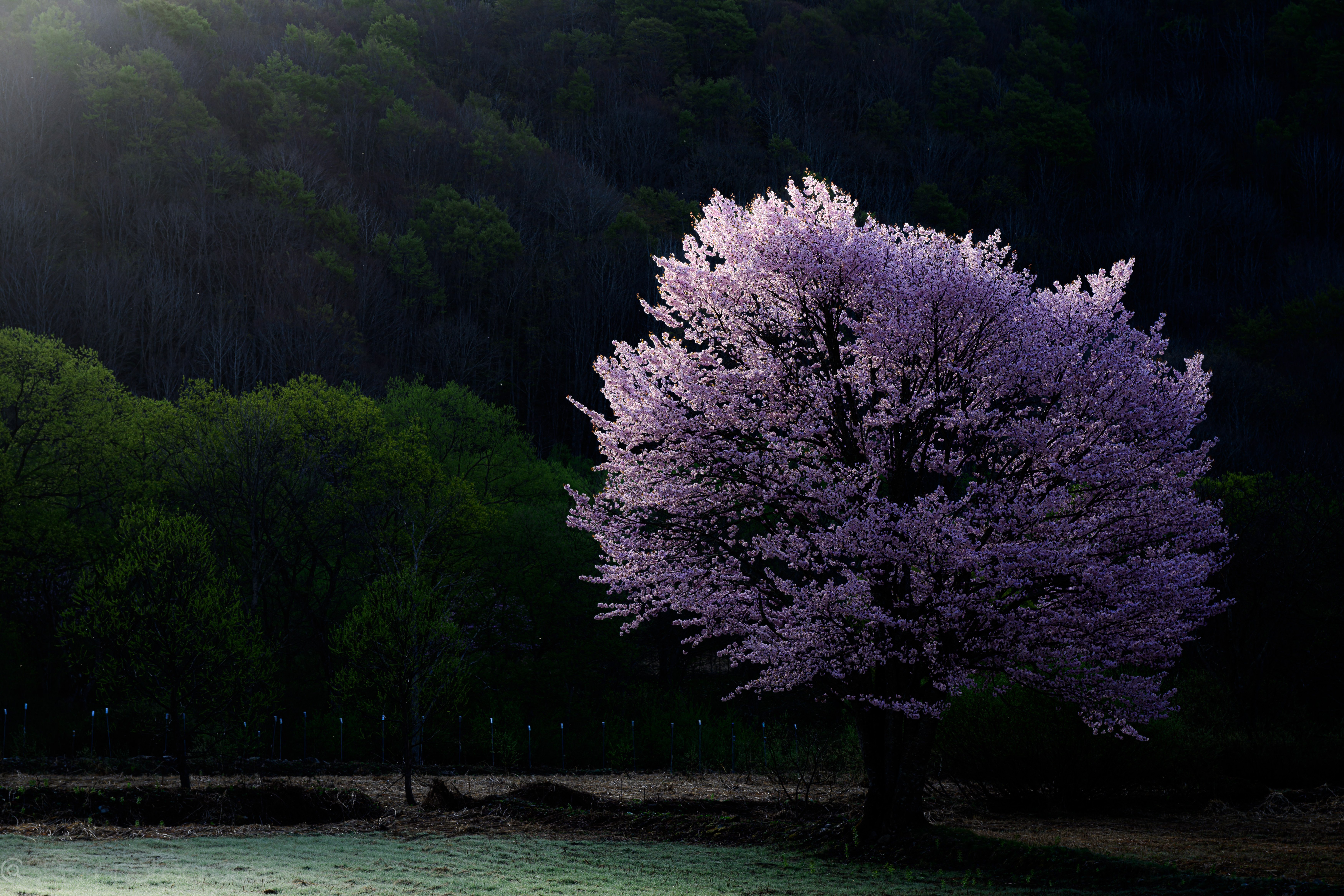 NIKKOR Z 24-120mm f/4 Sについて｜しおわさび
