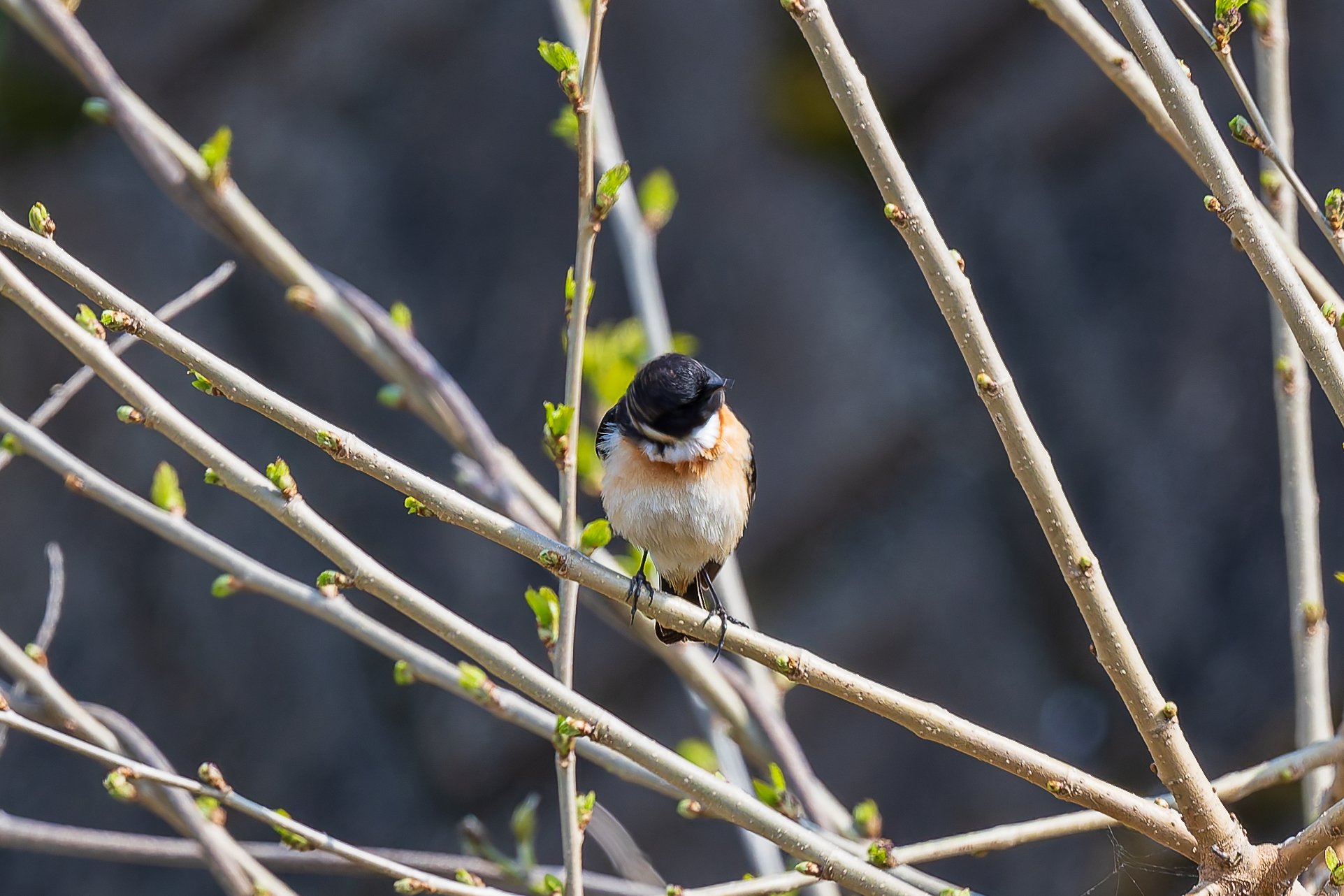 鳥類画「The Whinchat（ノビタキ）」 マミジロノビタキ (眉白野鶲) Whinchat (Saxicola rubetra)