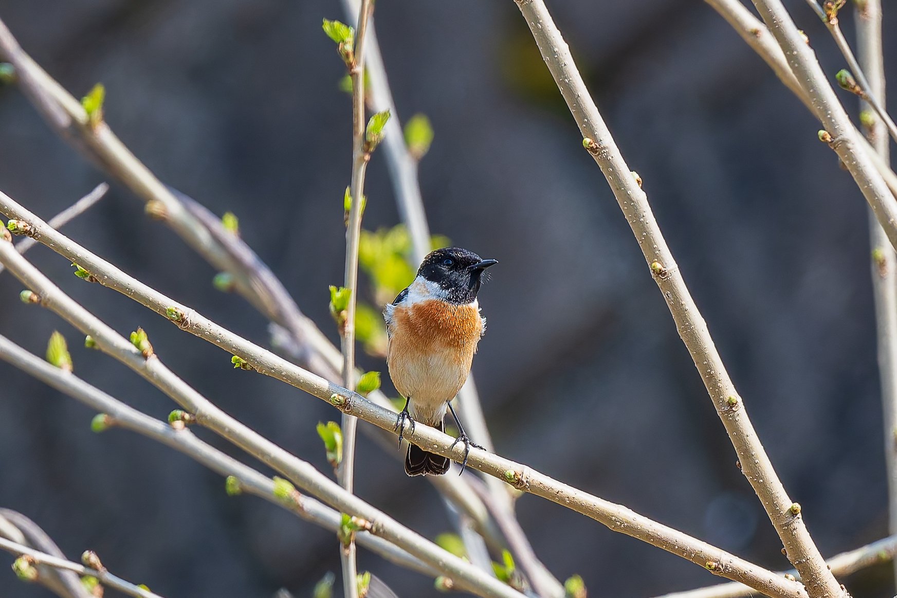 新 野鳥図鑑 第4集 水辺に棲む鳥/渚に棲む鳥 [Blu-ray] 2mvetro 813AoN5Jk8L._UF350,350_QL50_.jpg