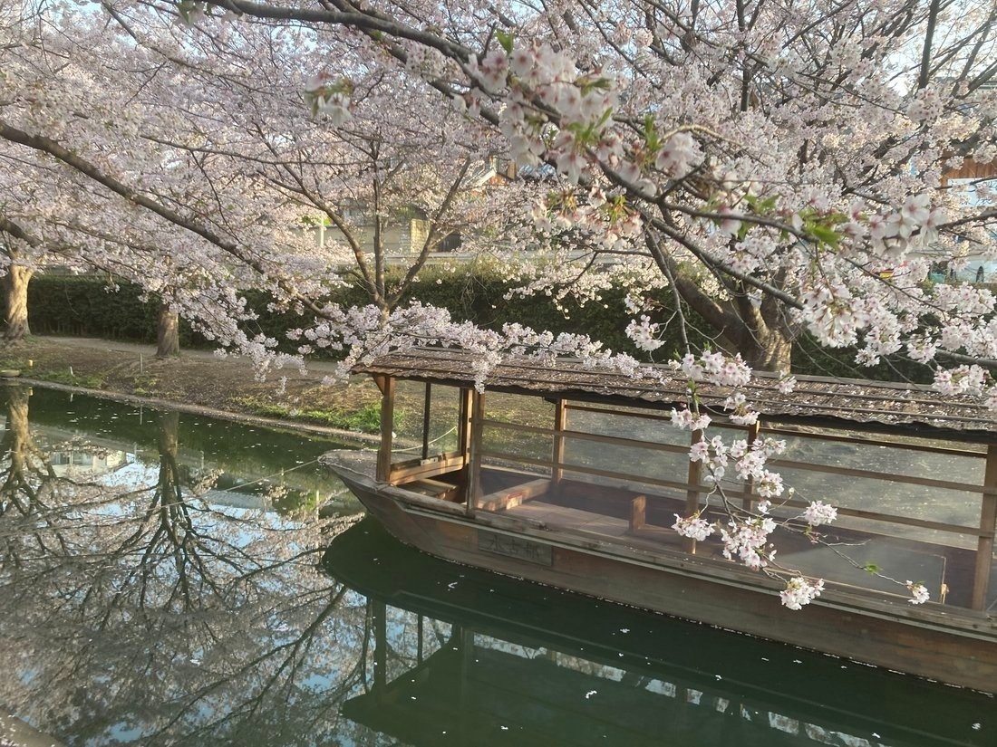 京阪・中書島】伏見十石舟と桜開花状況2025/4/8 秀吉が作り龍馬