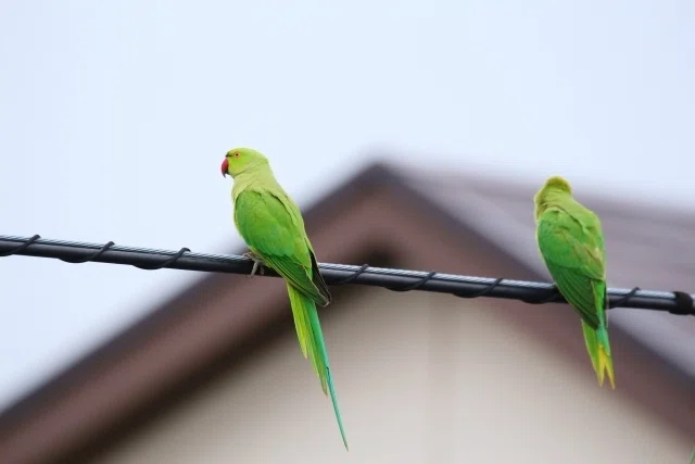 あの緑のインコ、なに者？ 東京で見かける“ワカケホンセイインコ”とは