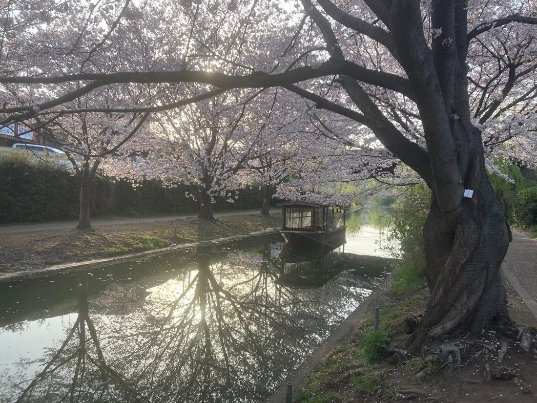 京阪・中書島】伏見十石舟と桜開花状況2025/4/8 秀吉が作り龍馬