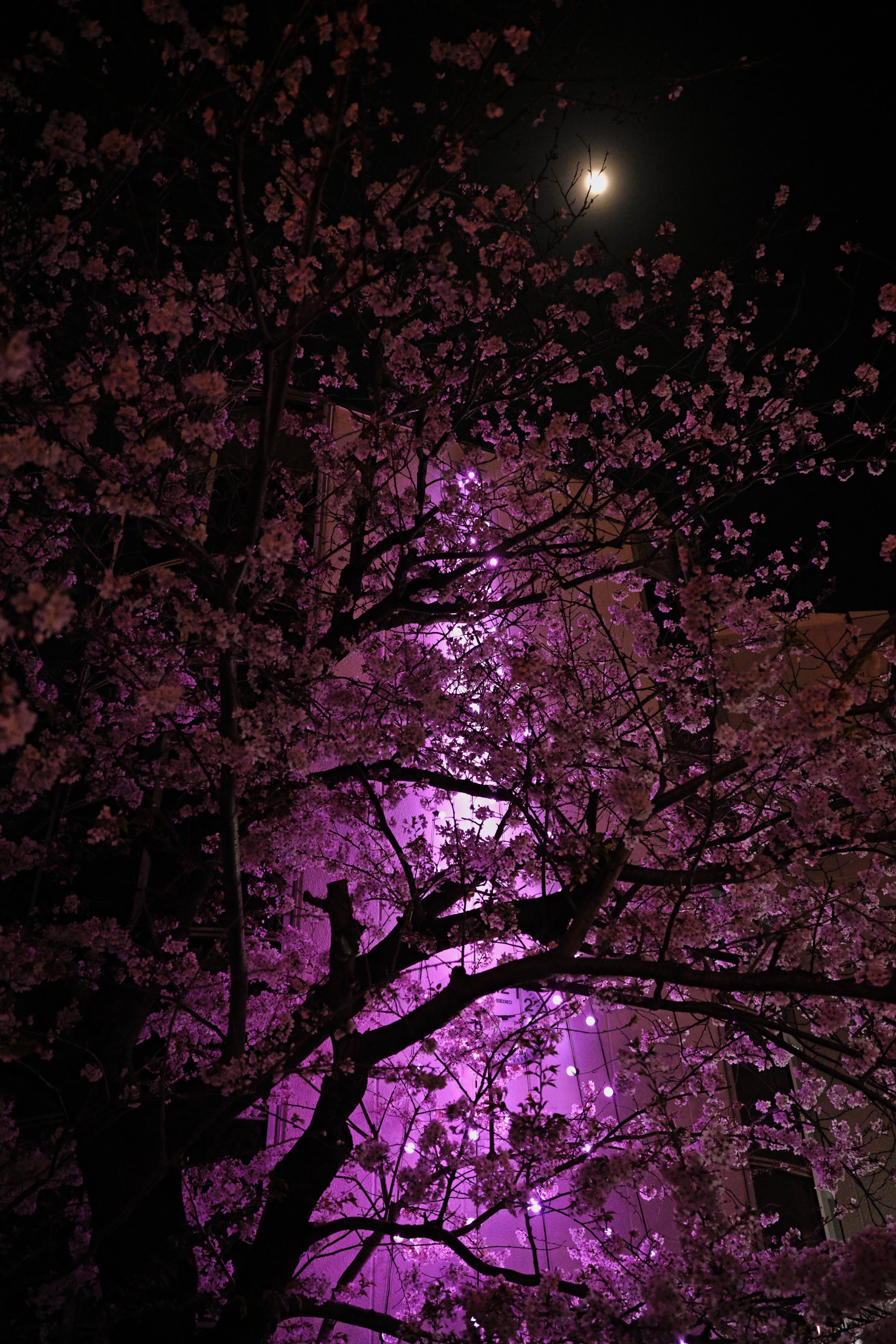 夜桜散歩|oshimoto 夜桜散歩|oshimoto