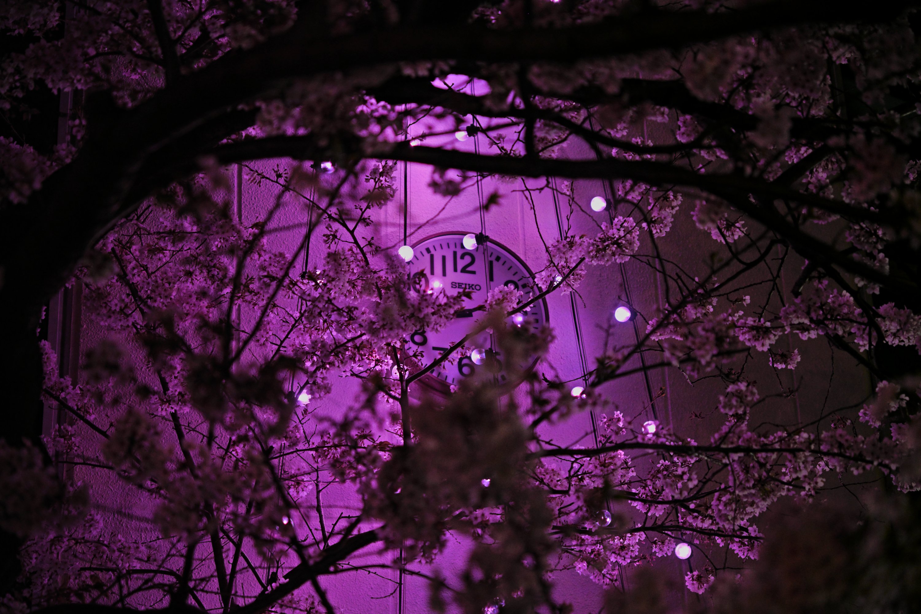 夜桜散歩｜oshimoto