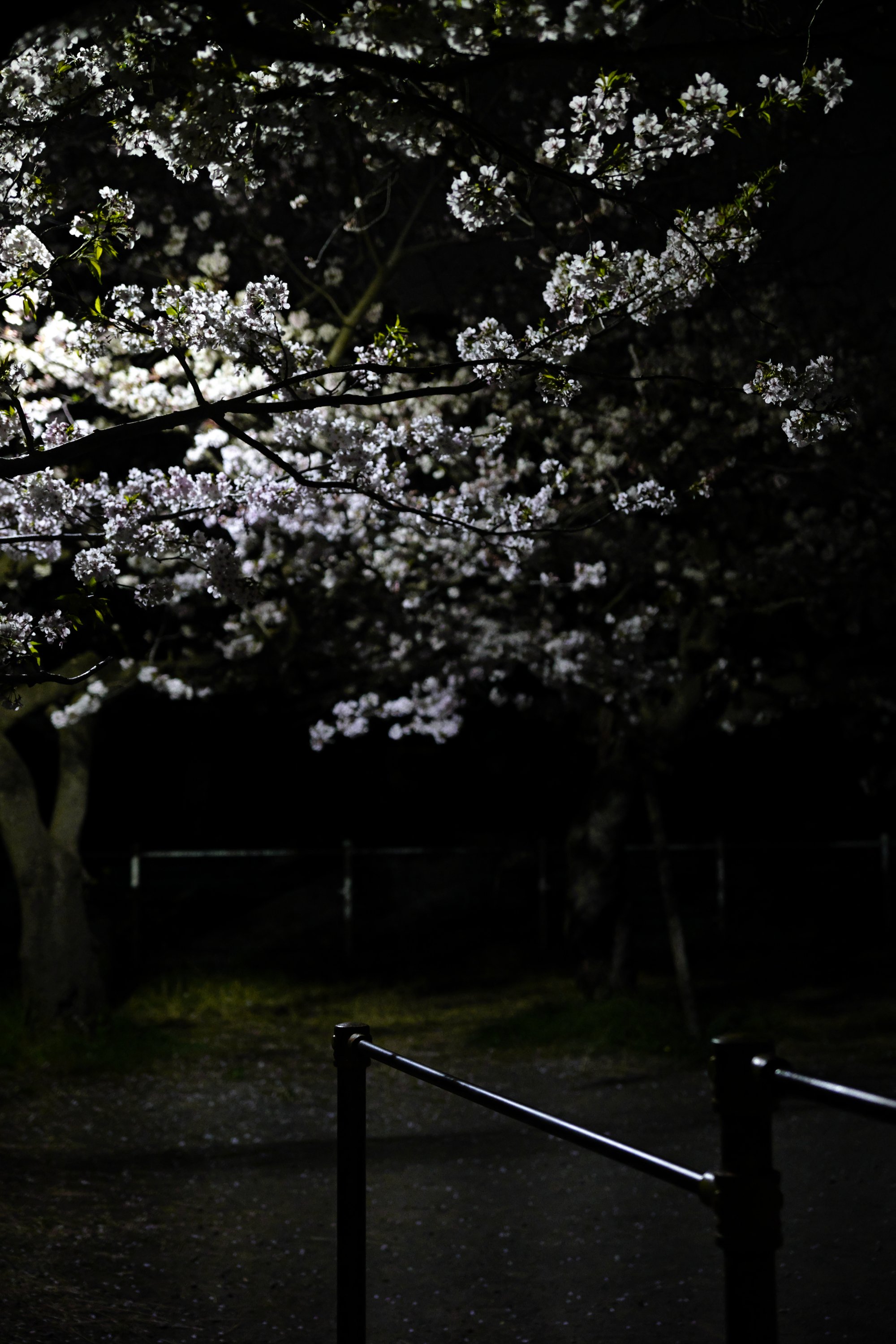 夜桜散歩｜oshimoto