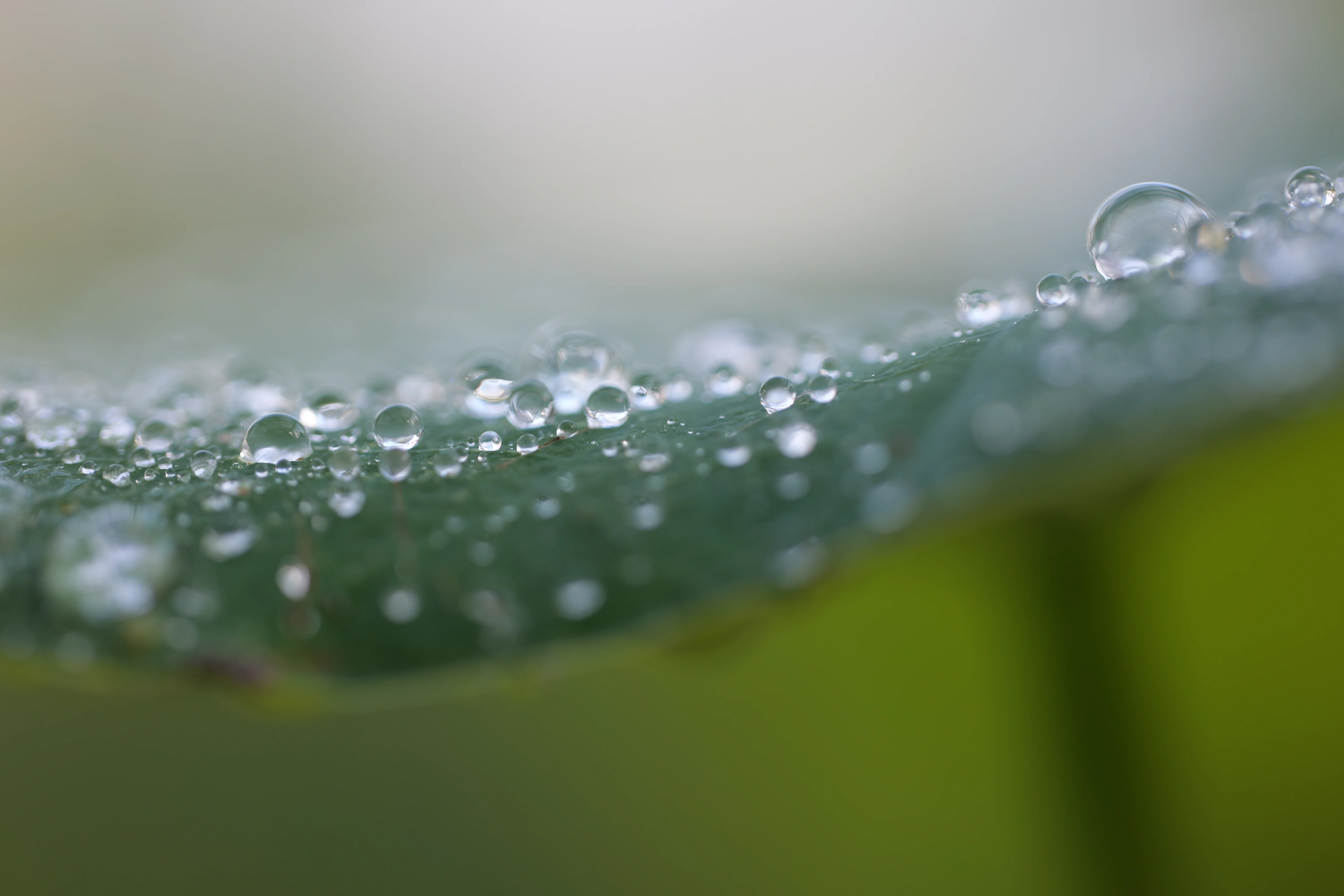 LUMIX S 100mm F2.8 MACRO 【Photo Journey #12】｜LUMIX Lens Letters