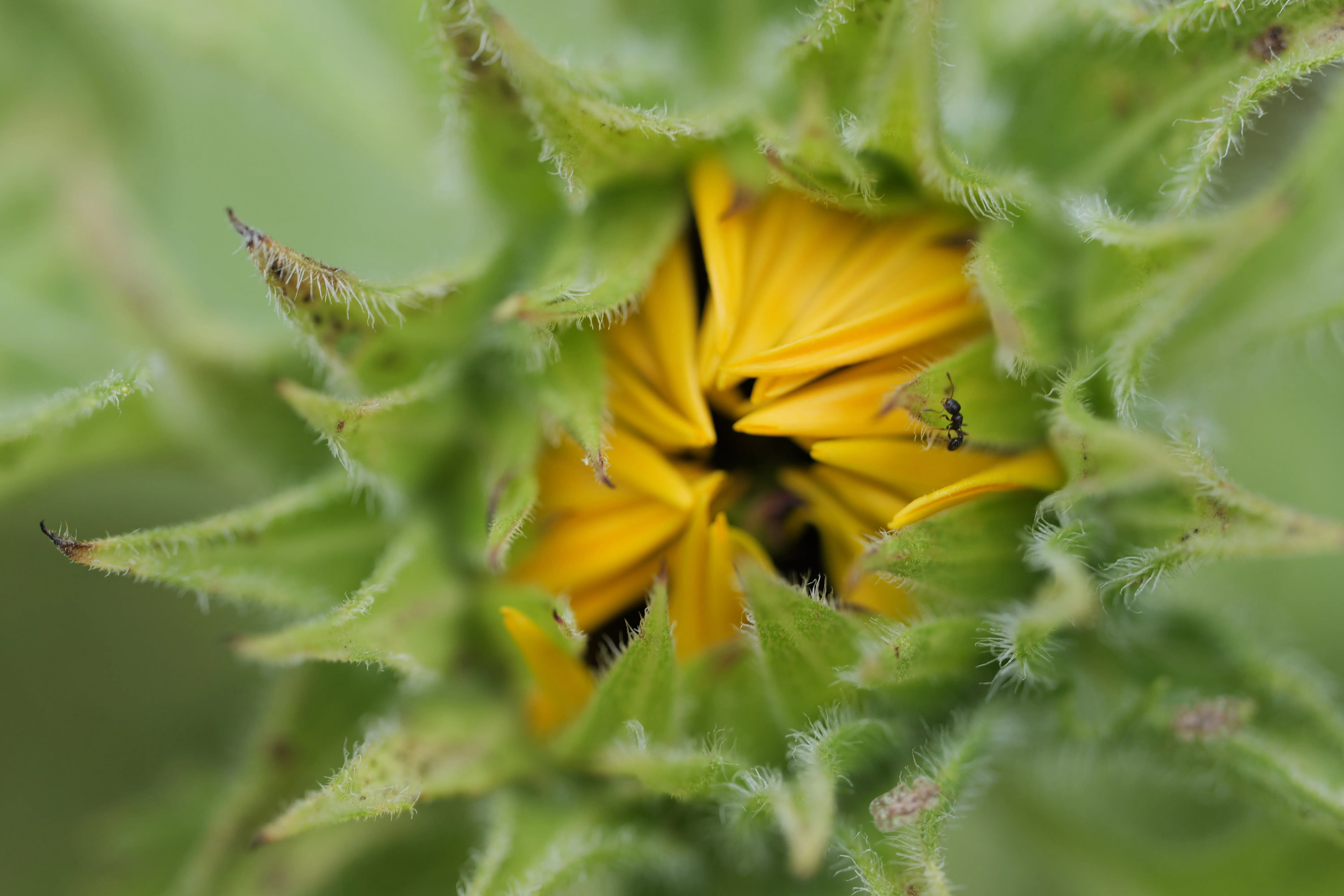 LUMIX S 100mm F2.8 MACRO 【Photo Journey #12】｜LUMIX Lens Letters